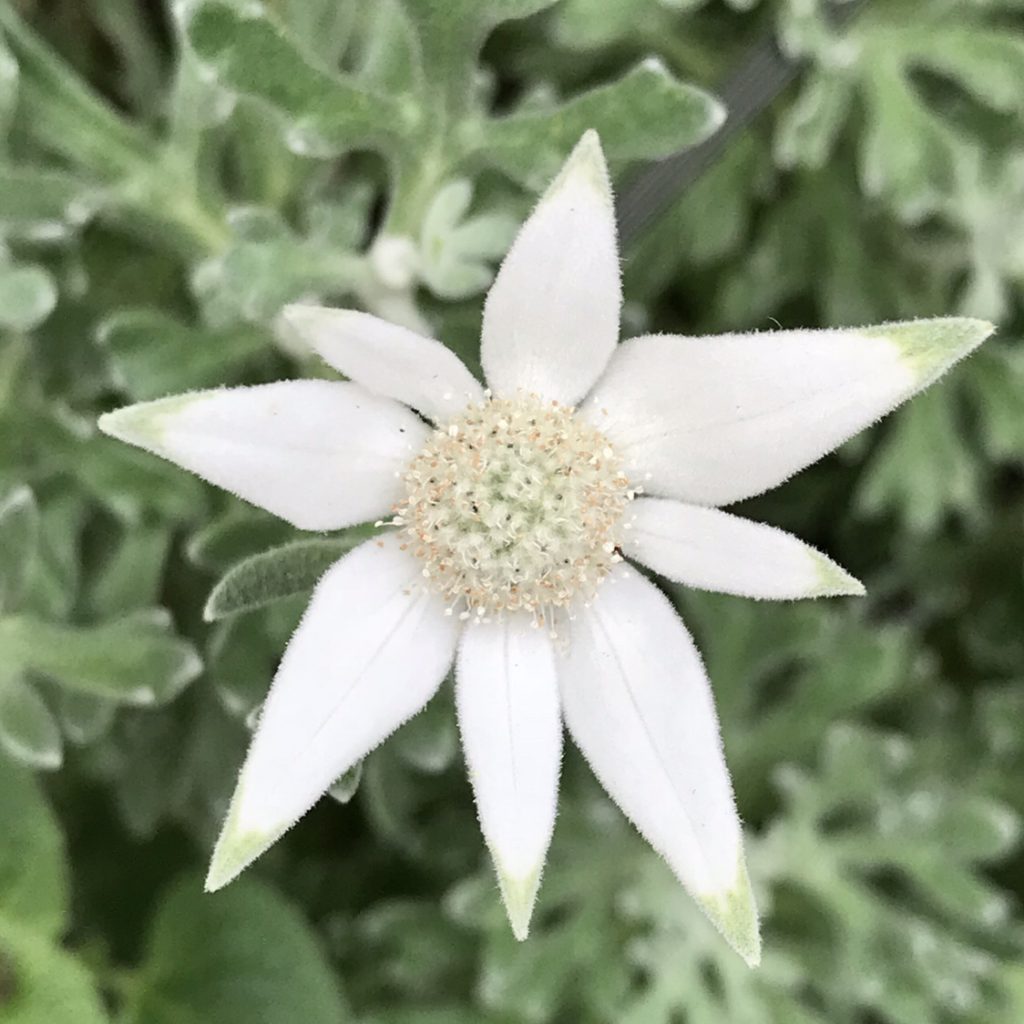 フランネルフラワー 花撮影技術&植物園紹介花のブログ