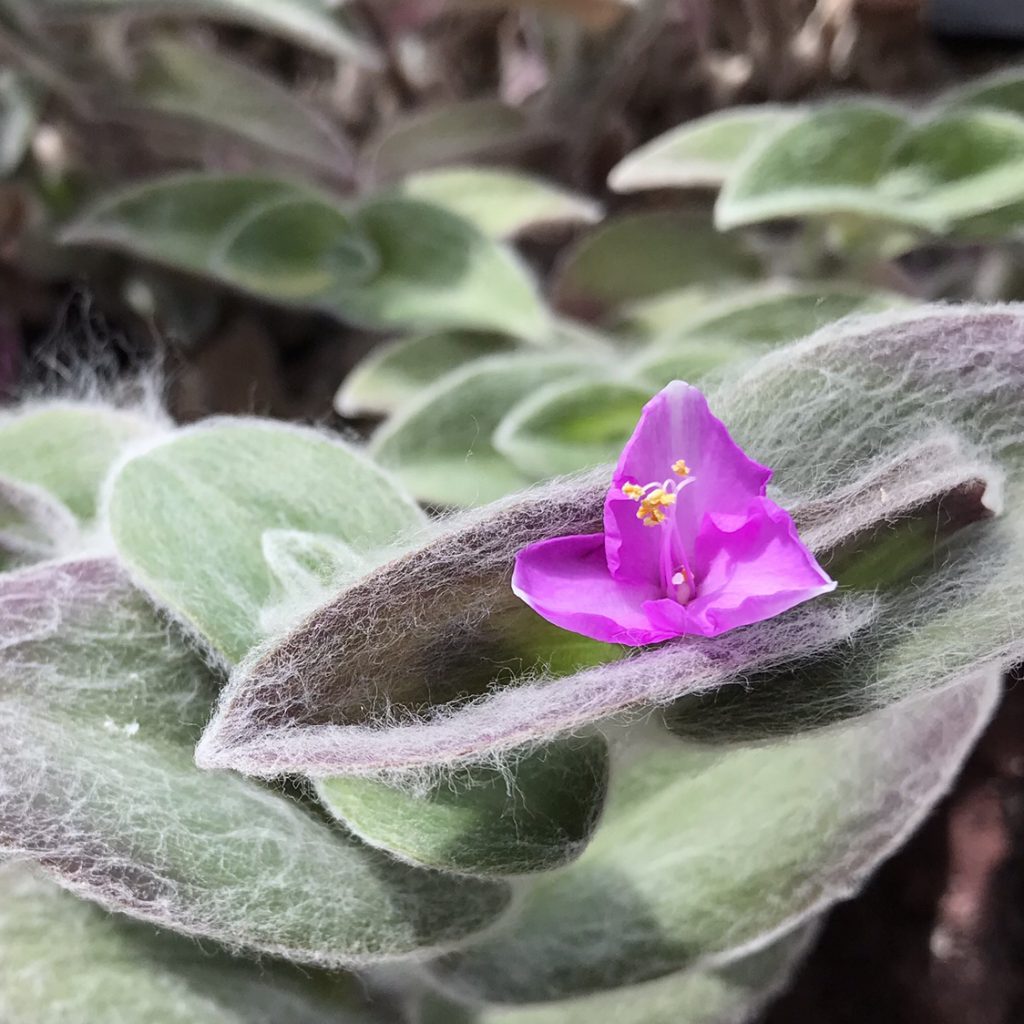 トラデスカンティア 花撮影技術 植物園紹介 花のブログ