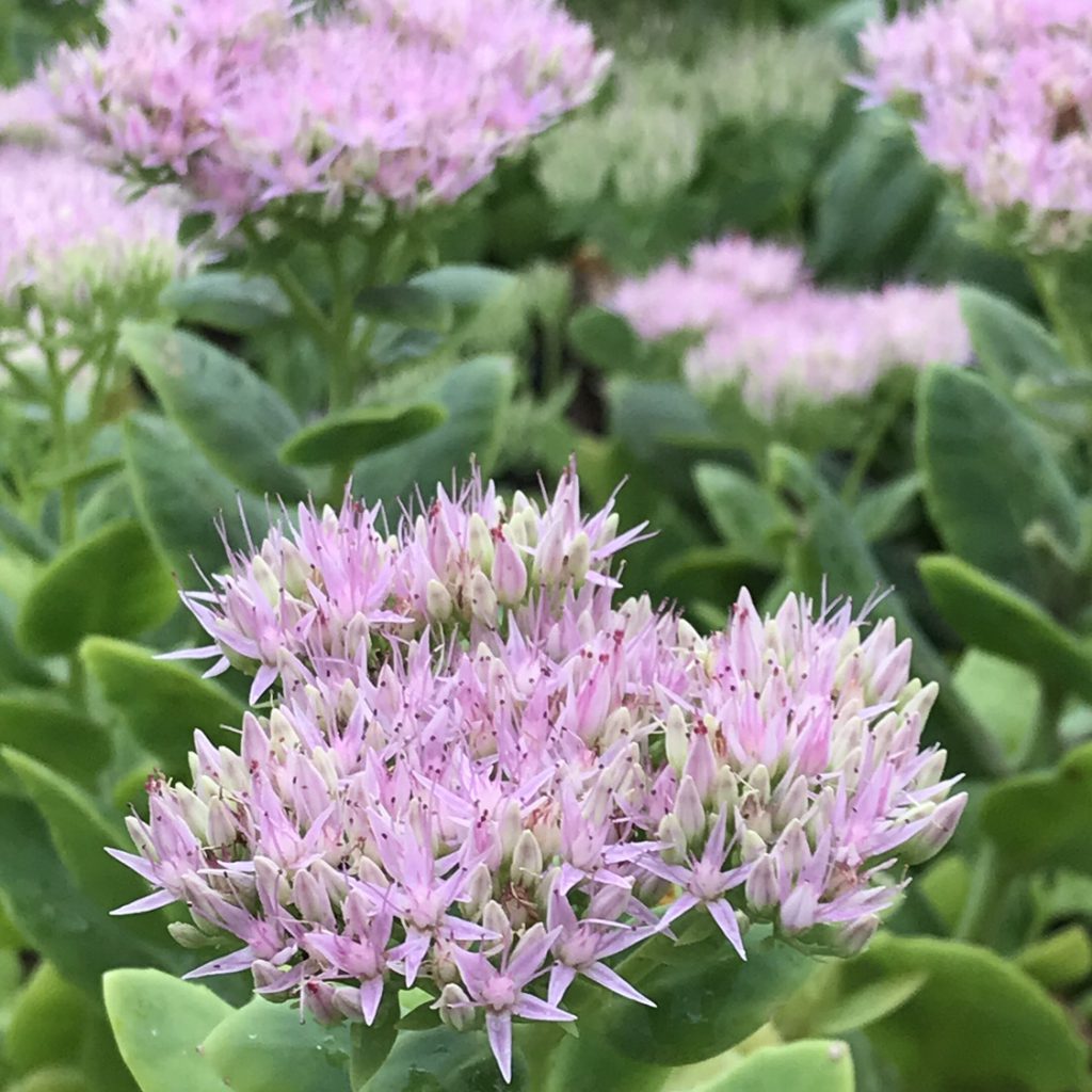 オオベンケイソウ 花撮影技術 植物園紹介 花のブログ