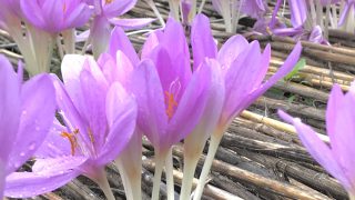 イヌサフラン 花撮影技術 植物園紹介 花のブログ