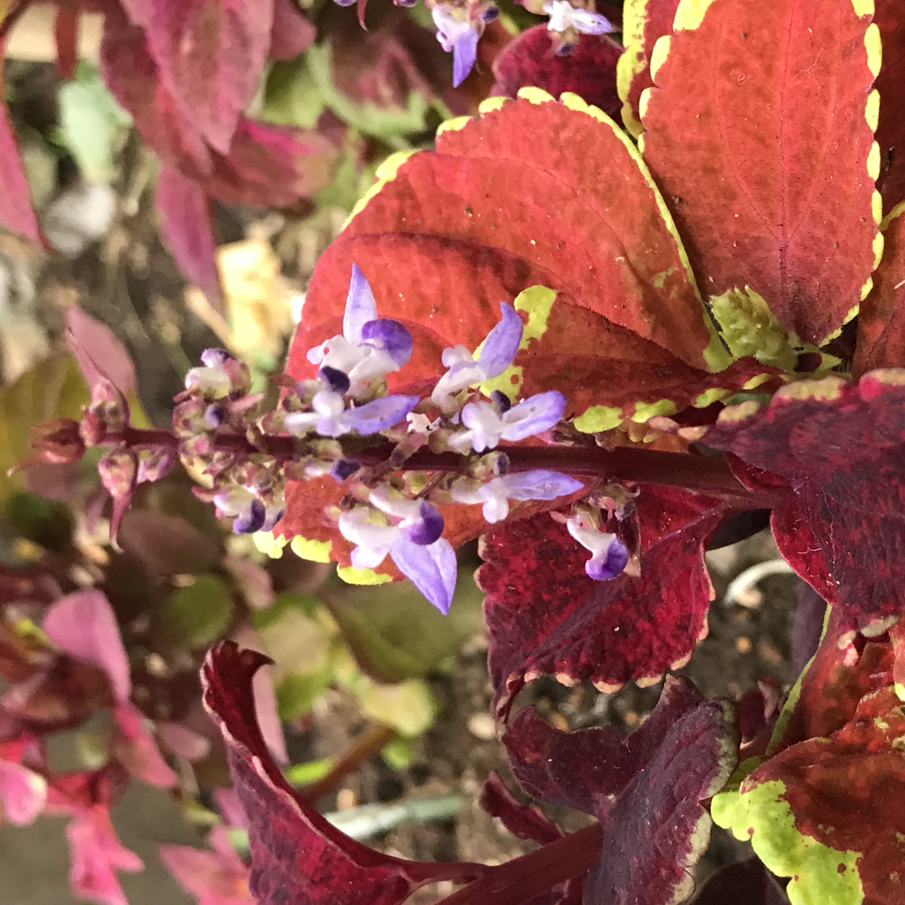 コリウス 花撮影技術 植物園紹介 花のブログ