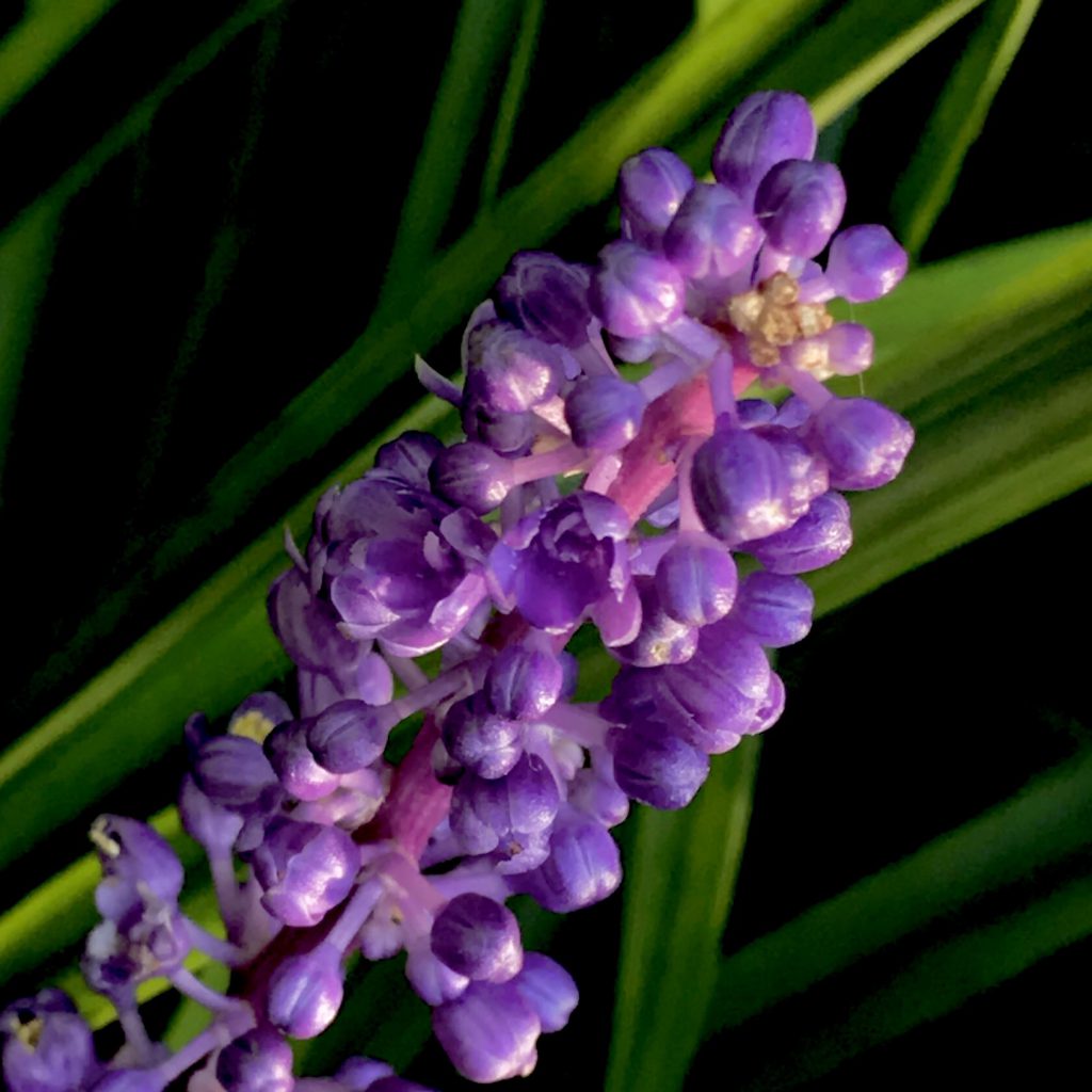 ヤブラン 花撮影技術 植物園紹介 花のブログ