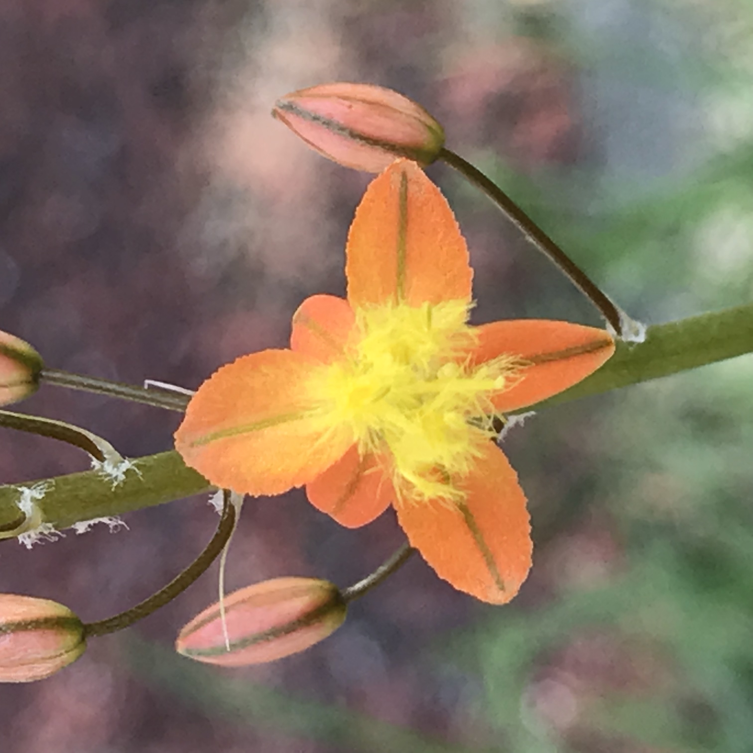 ハナアロエ 花撮影技術 植物園紹介 花のブログ