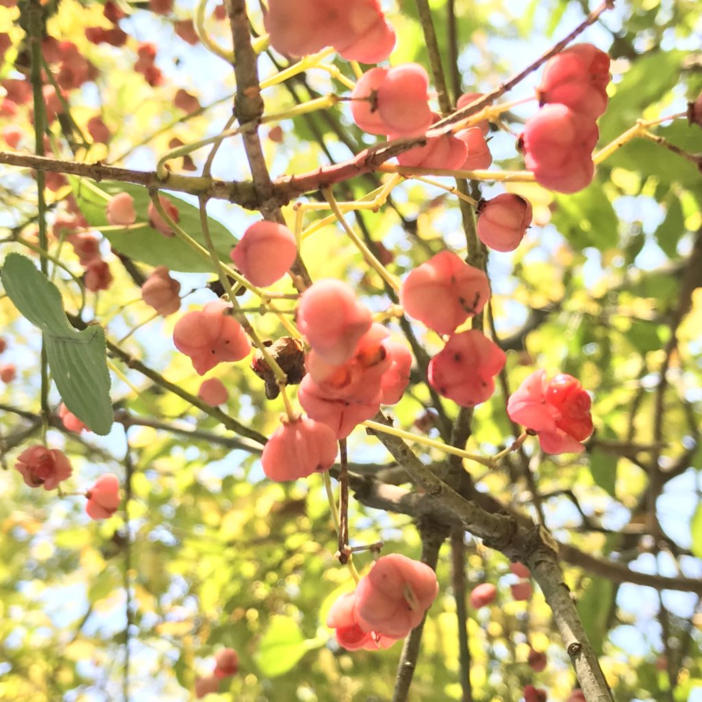 マユミ 花撮影技術 植物園紹介 花のブログ マユミ 花撮影技術 植物園紹介 花のブログ