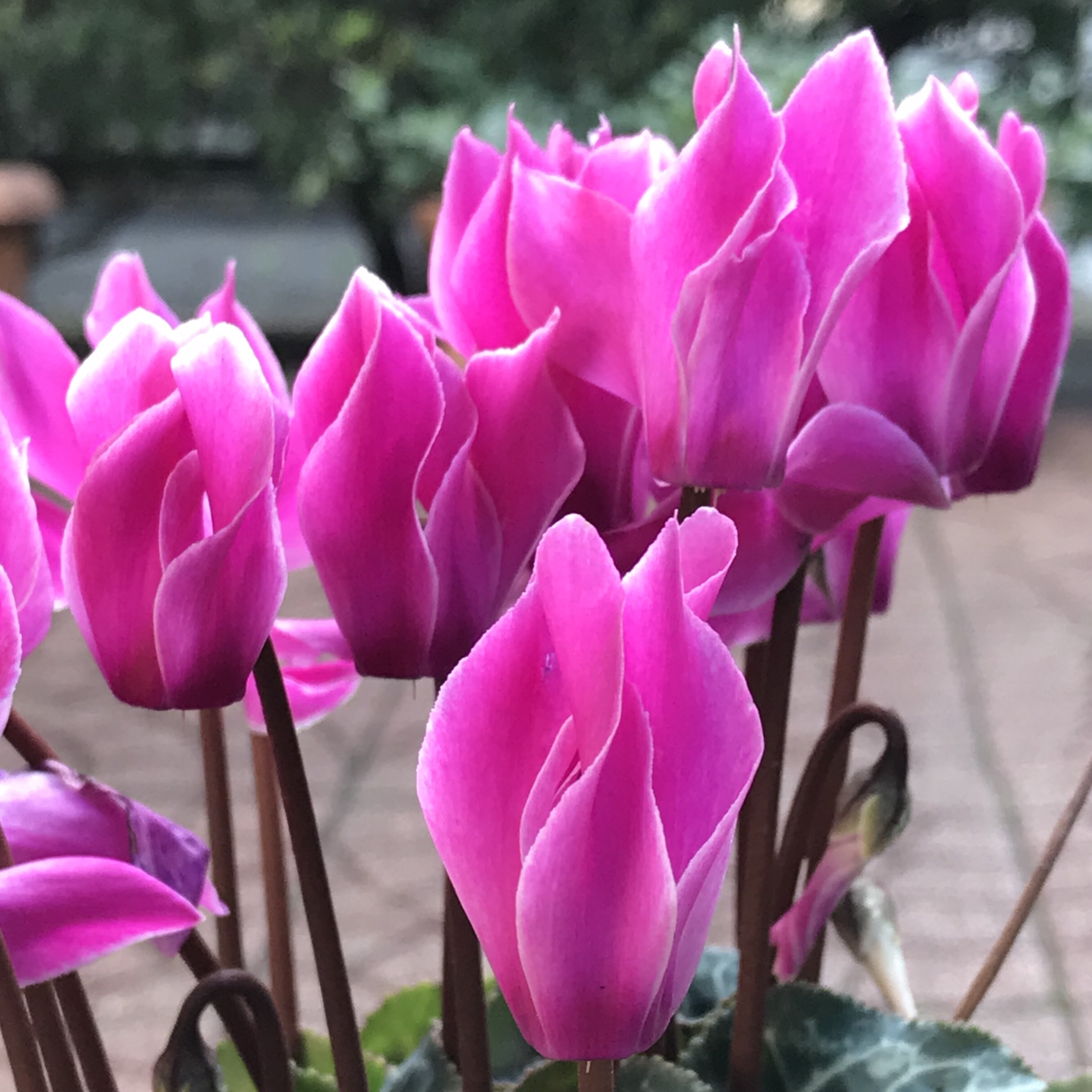 シクラメン 花撮影技術 植物園紹介 花のブログ