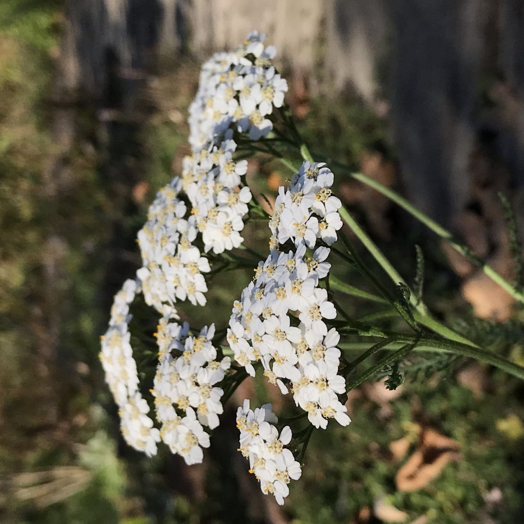 ノコギリソウ 花撮影技術 植物園紹介 花のブログ