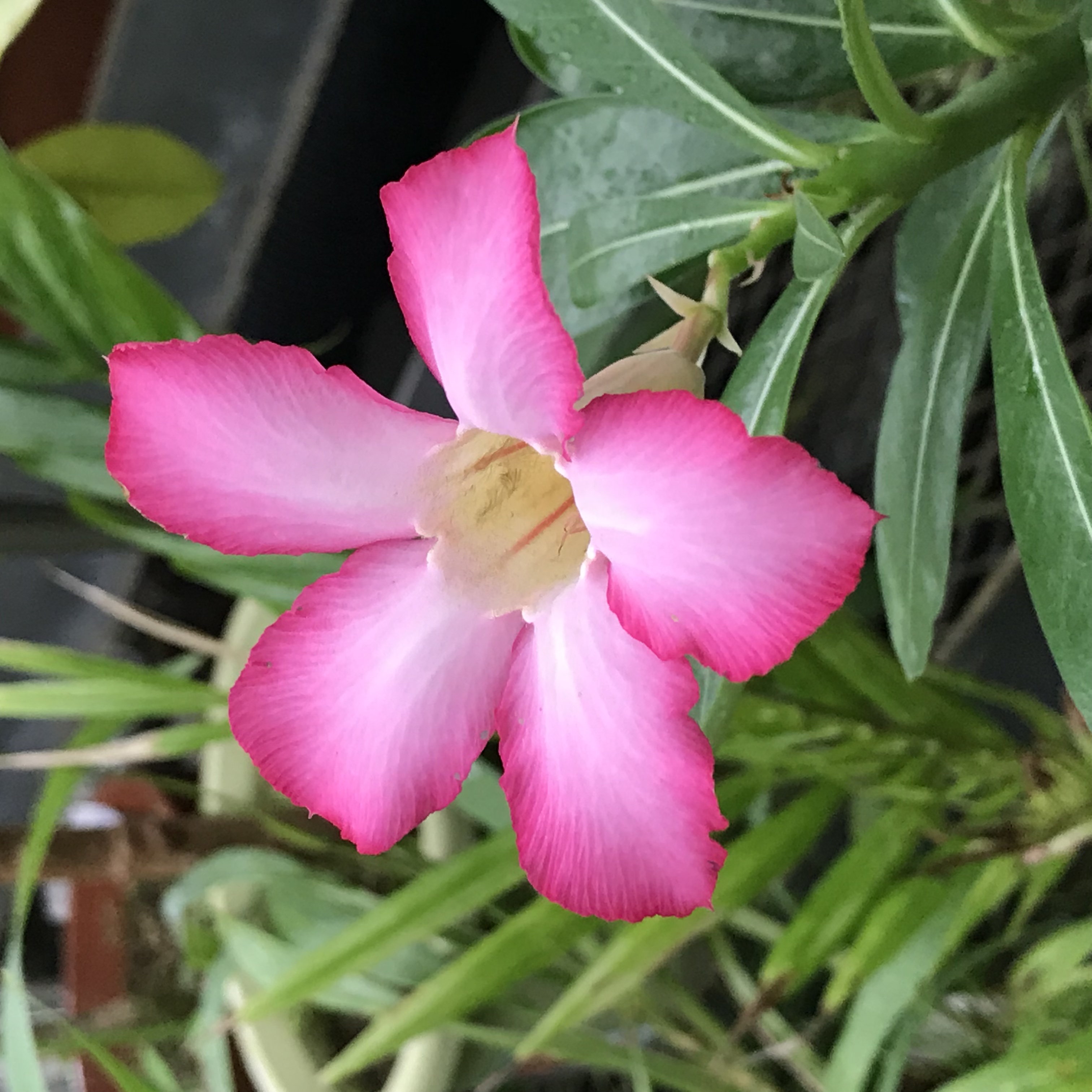アデニウム 花撮影技術 植物園紹介 花のブログ