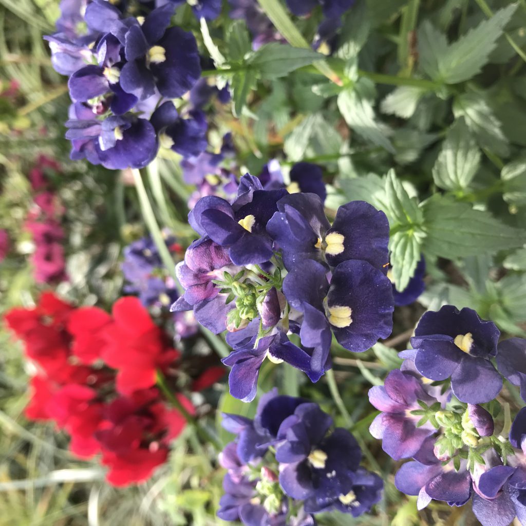 ネメシア 花撮影技術 植物園紹介 花のブログ