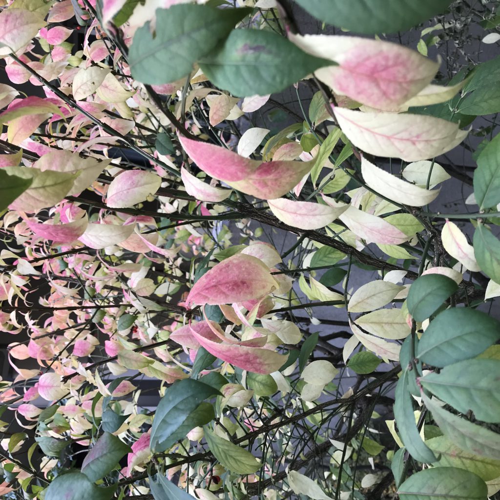 ニシキギ 花撮影技術 植物園紹介 花のブログ