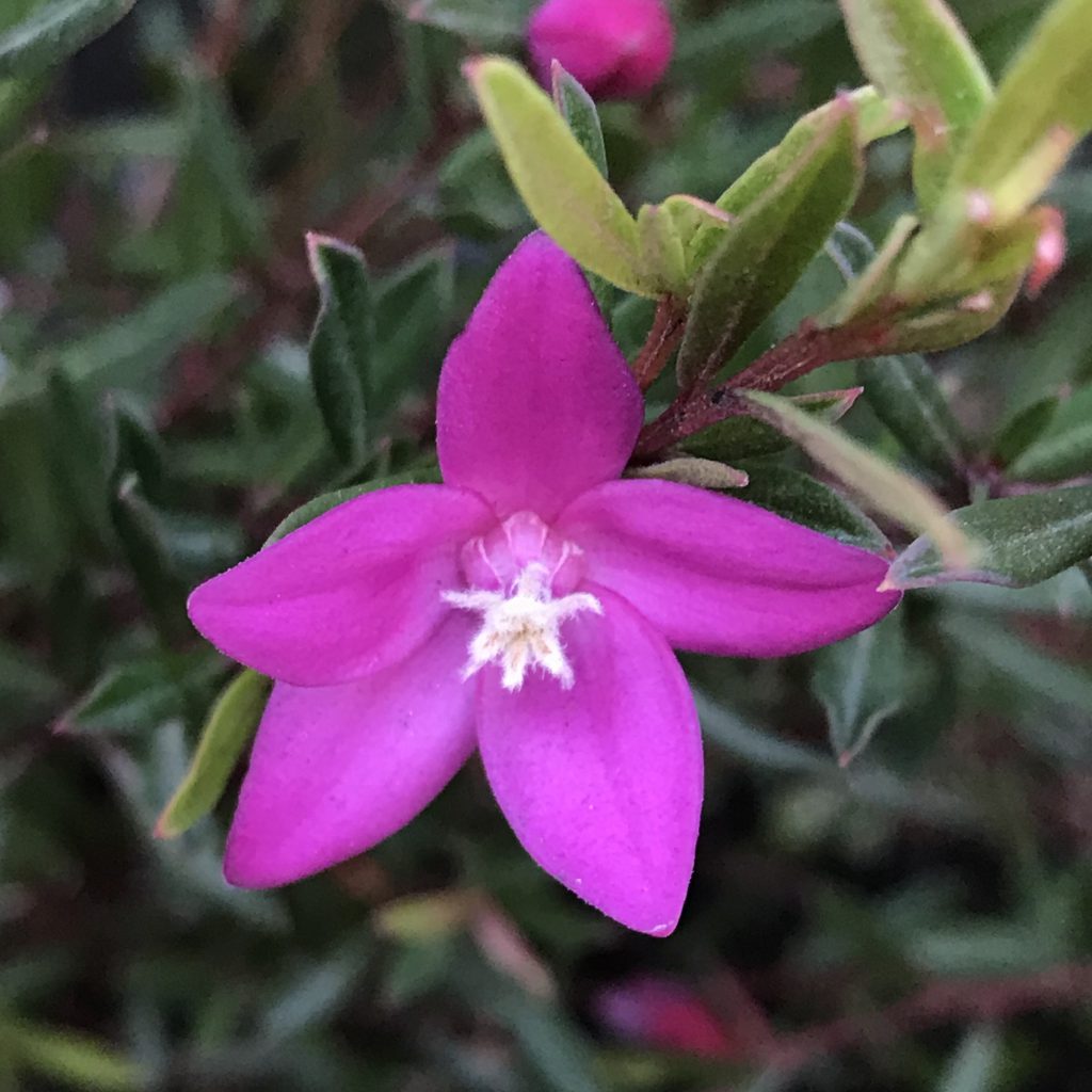 サザンクロス 花撮影技術 植物園紹介 花のブログ