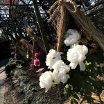 上野東照宮ぼたん苑の花たち