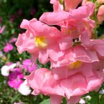 横浜イングリッシュガーデン薔薇以外の花