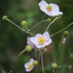 高知県立牧野植物園の花たち