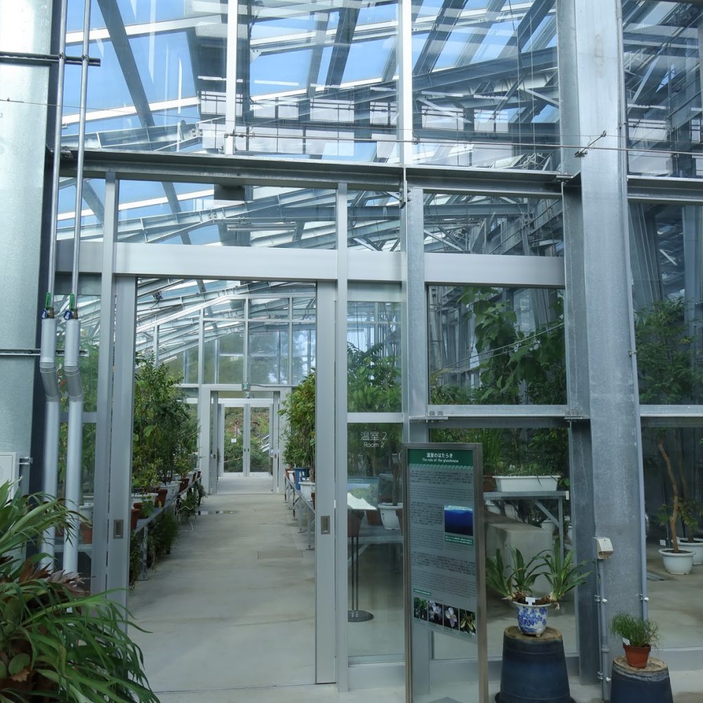 小石川植物園の温室の広い通路