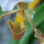 小石川植物園の温室の花