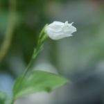 小石川植物園の温室の花