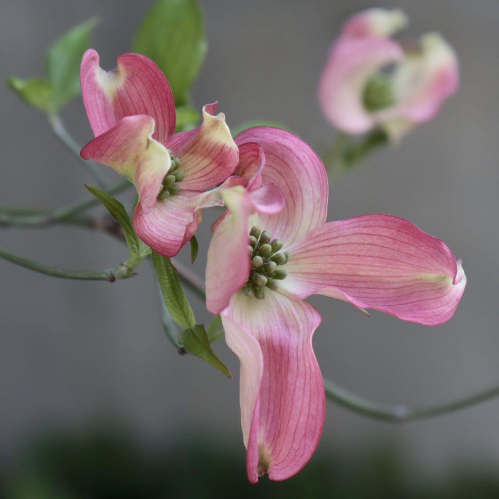 ハナミズキ 花撮影技術&植物園紹介花のブログ