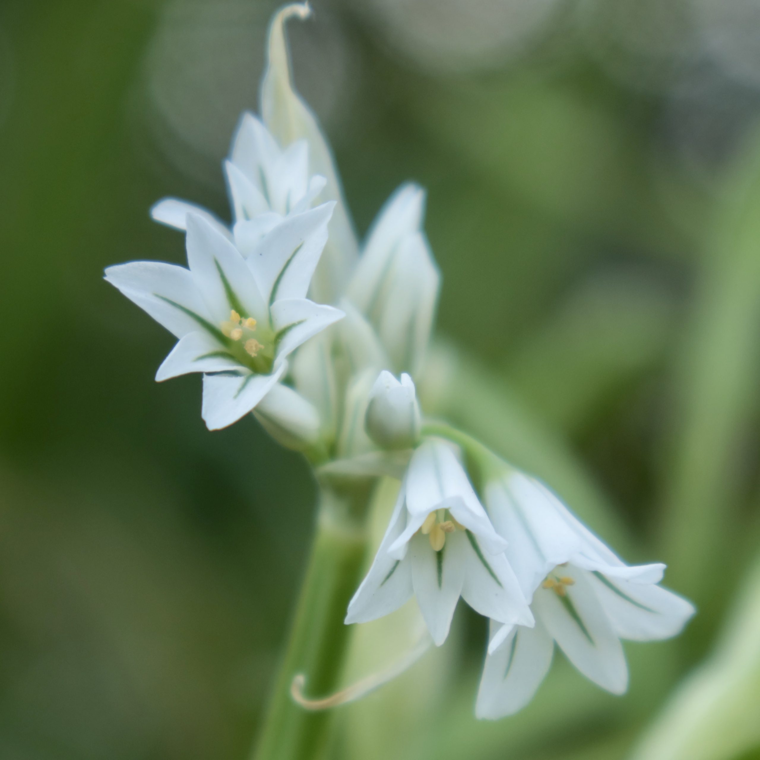 アトリウム トリケトラム 花撮影技術 植物園紹介 花のブログ