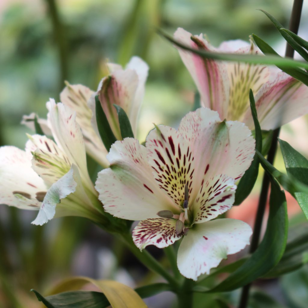 アルストロメリア | 花撮影技術&植物園紹介:花のブログ