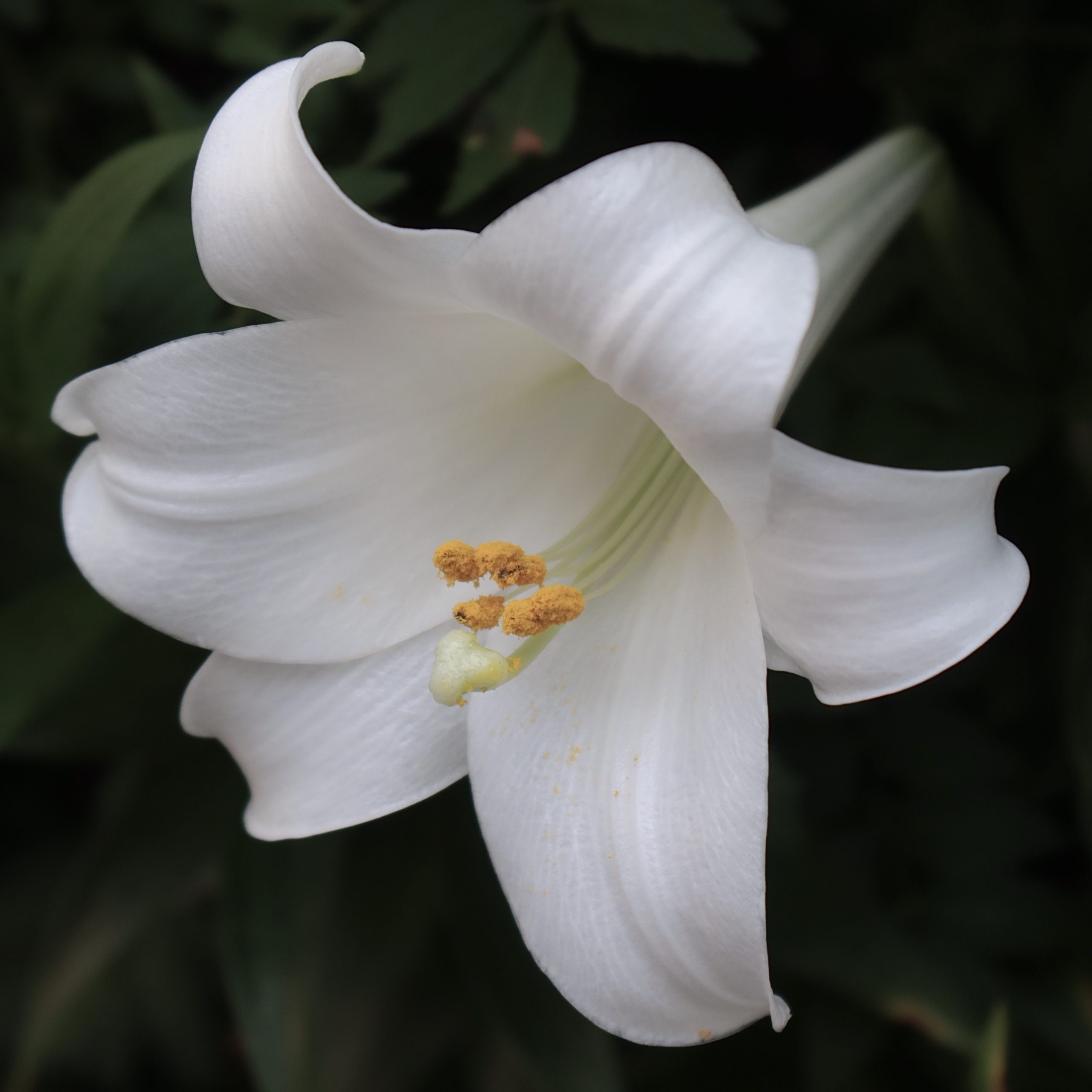 テッポウユリ 花撮影技術 植物園紹介 花のブログ