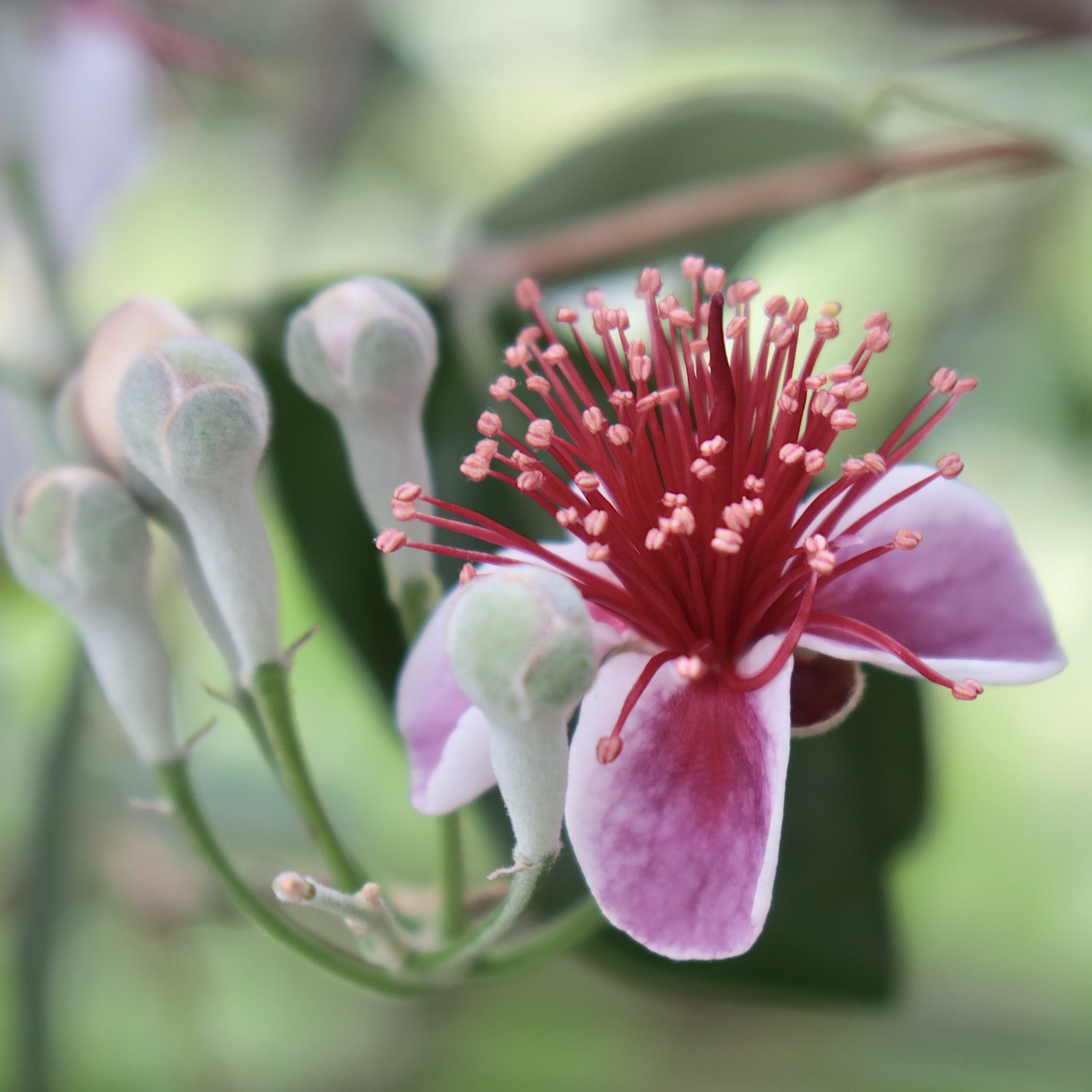 フェイジョア 花撮影技術 植物園紹介 花のブログ