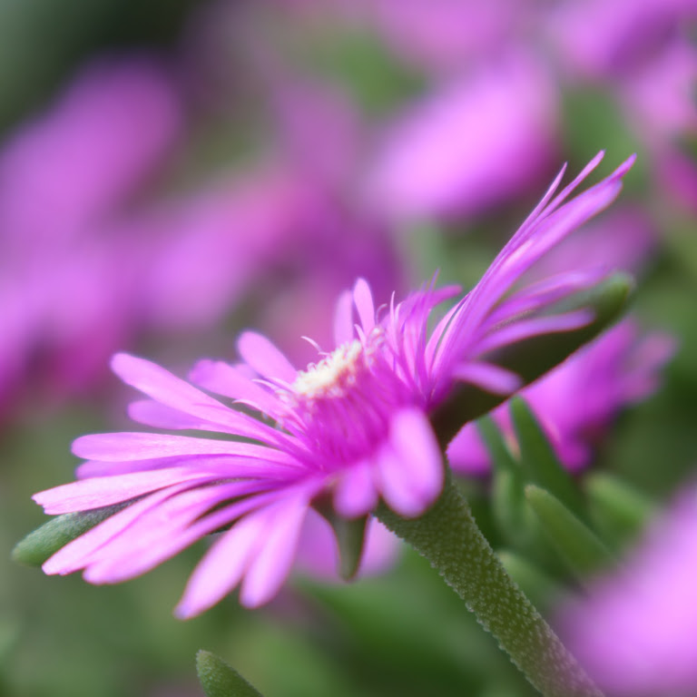 マツバギク 花撮影技術 植物園紹介 花のブログ
