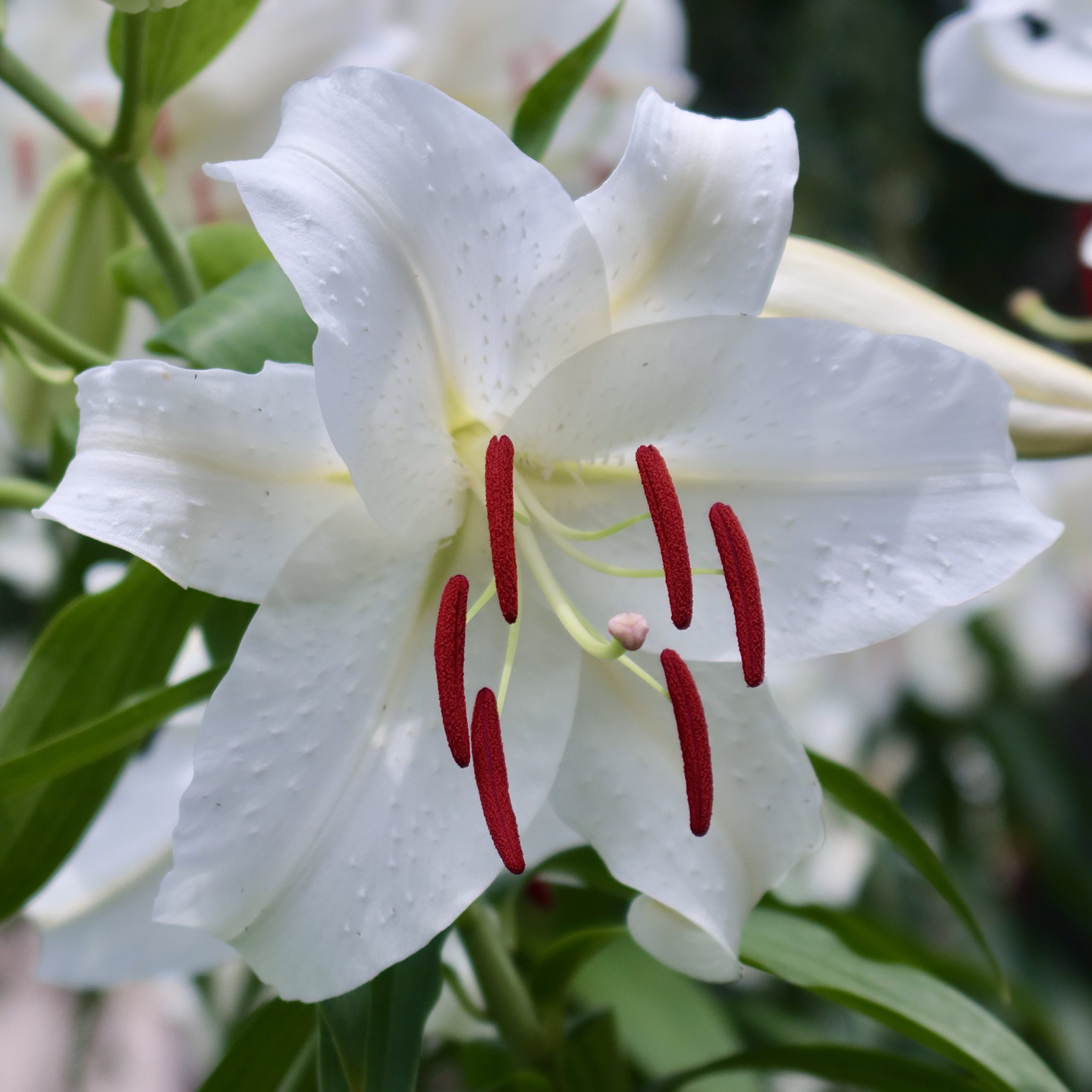 カサブランカ 花撮影技術 植物園紹介 花のブログ