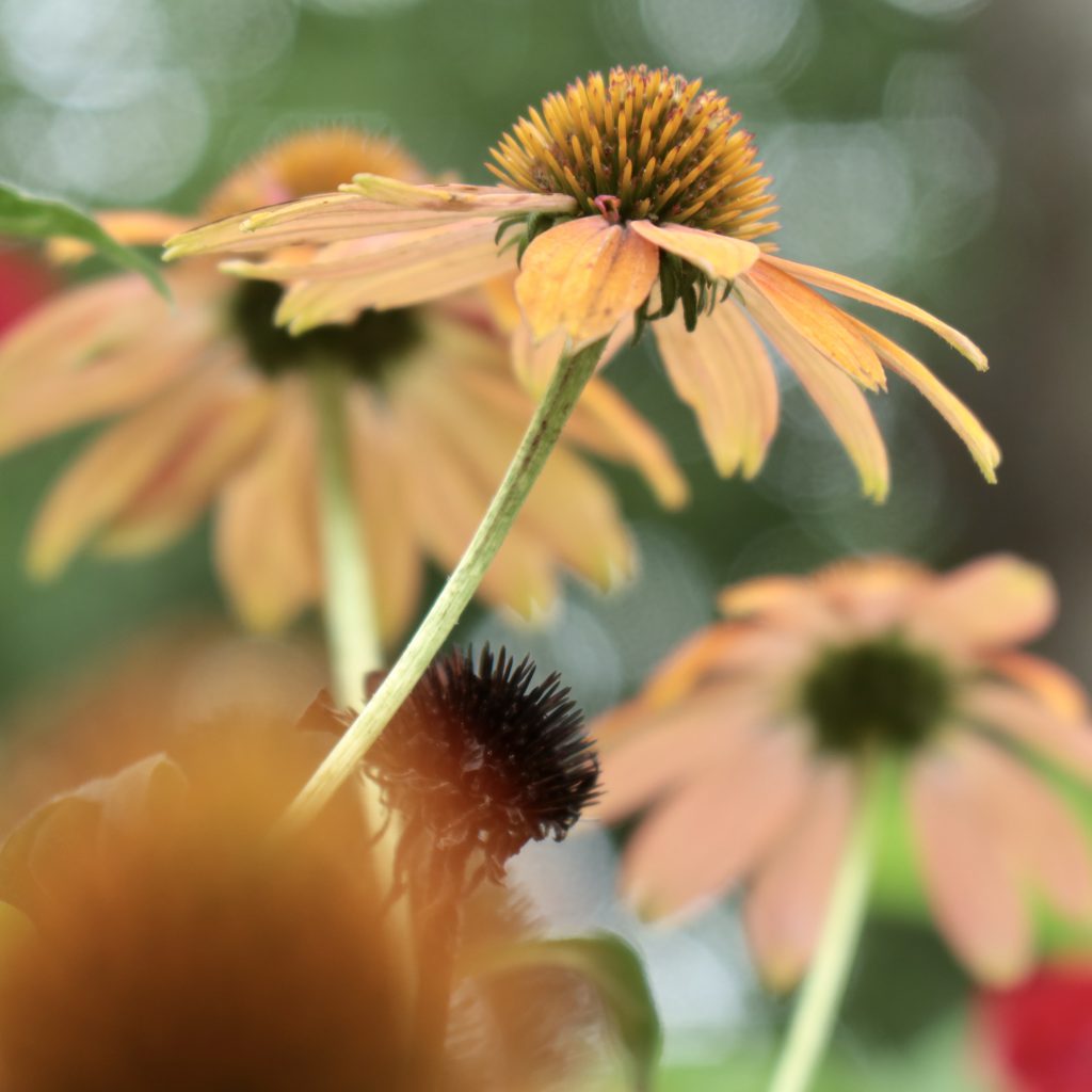 エキナセア 花撮影技術 植物園紹介 花のブログ