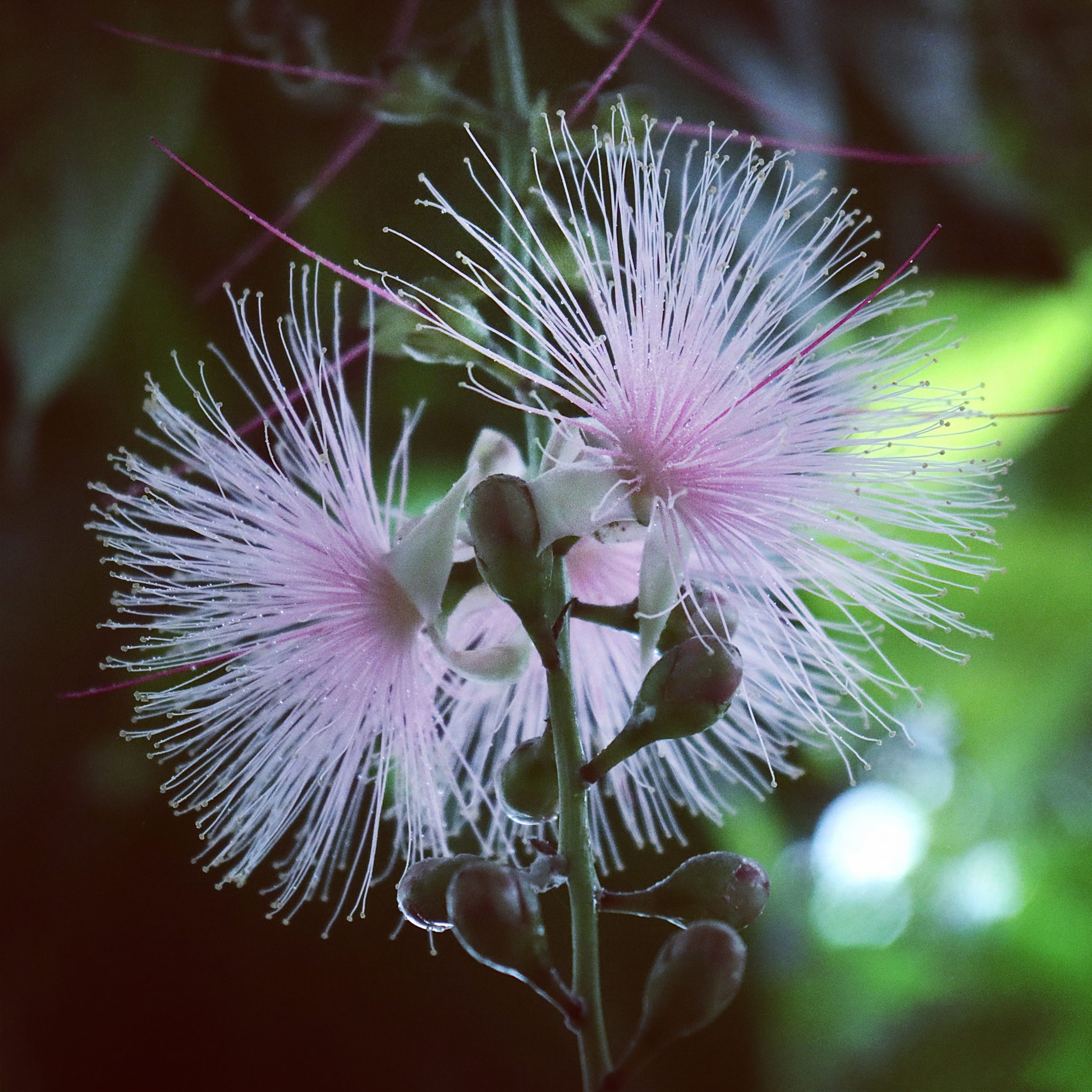 サガリバナ 花撮影技術 植物園紹介 花のブログ