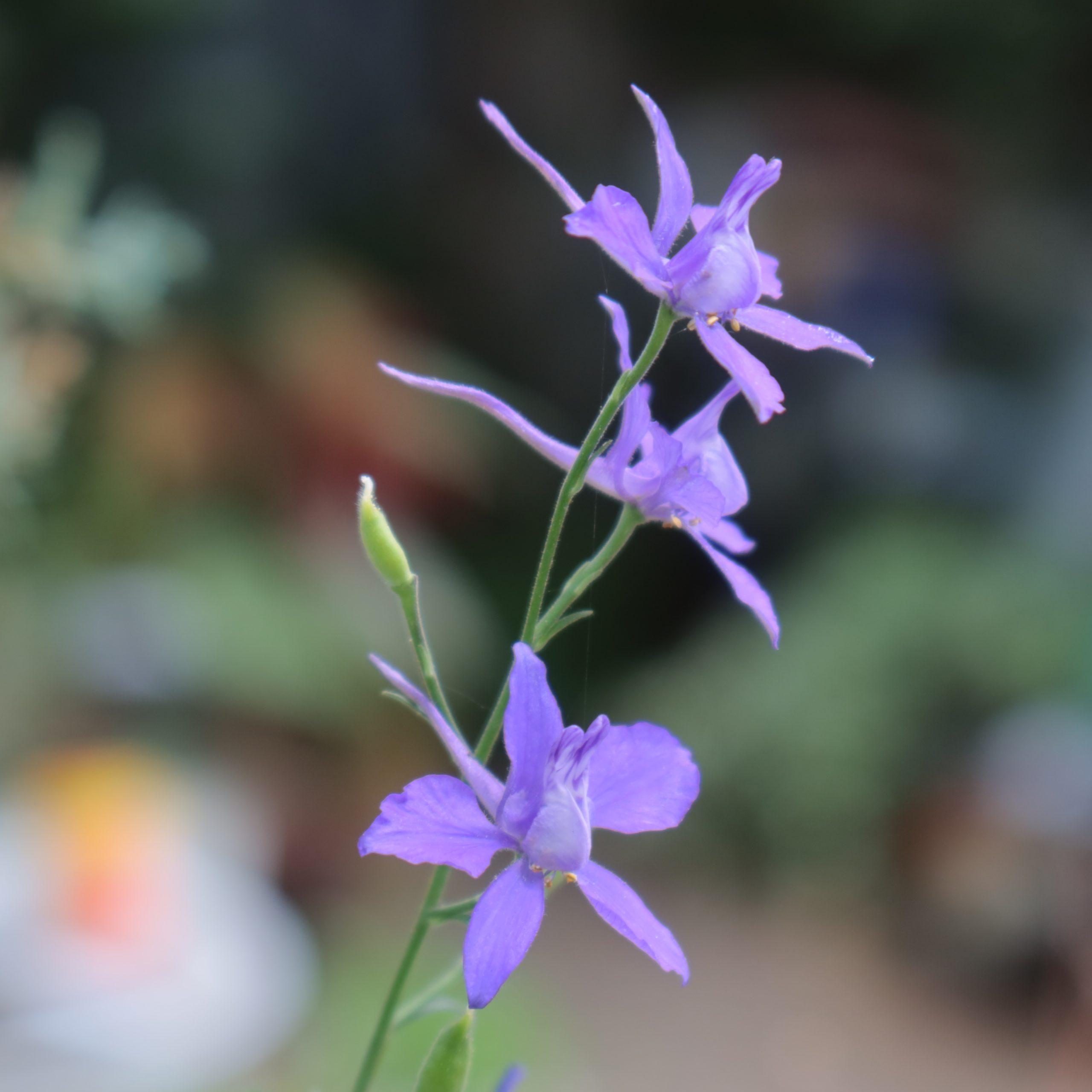 チドリソウ | 花撮影技術&植物園紹介:花のブログ