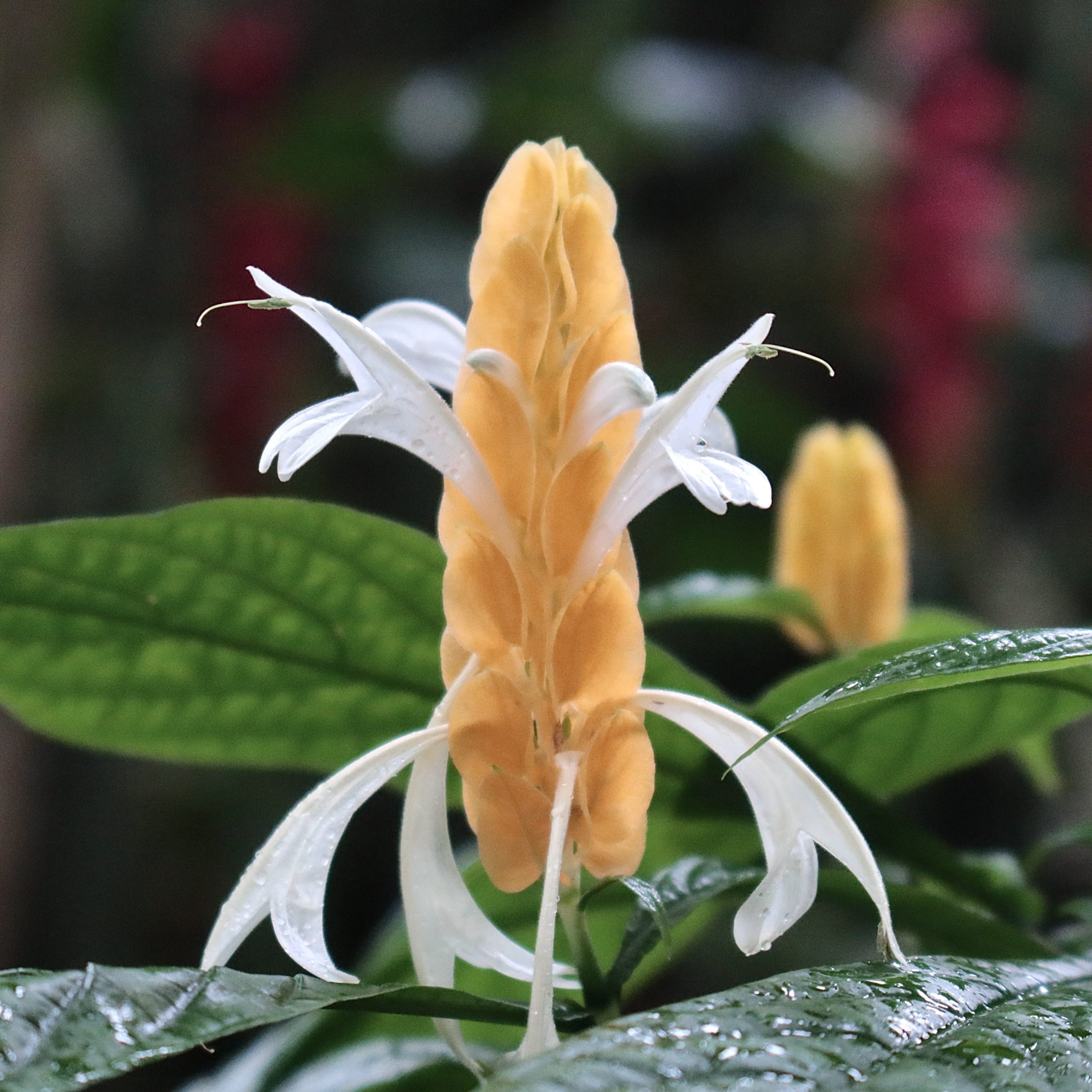 パキスタキスルテア 花撮影技術 植物園紹介 花のブログ