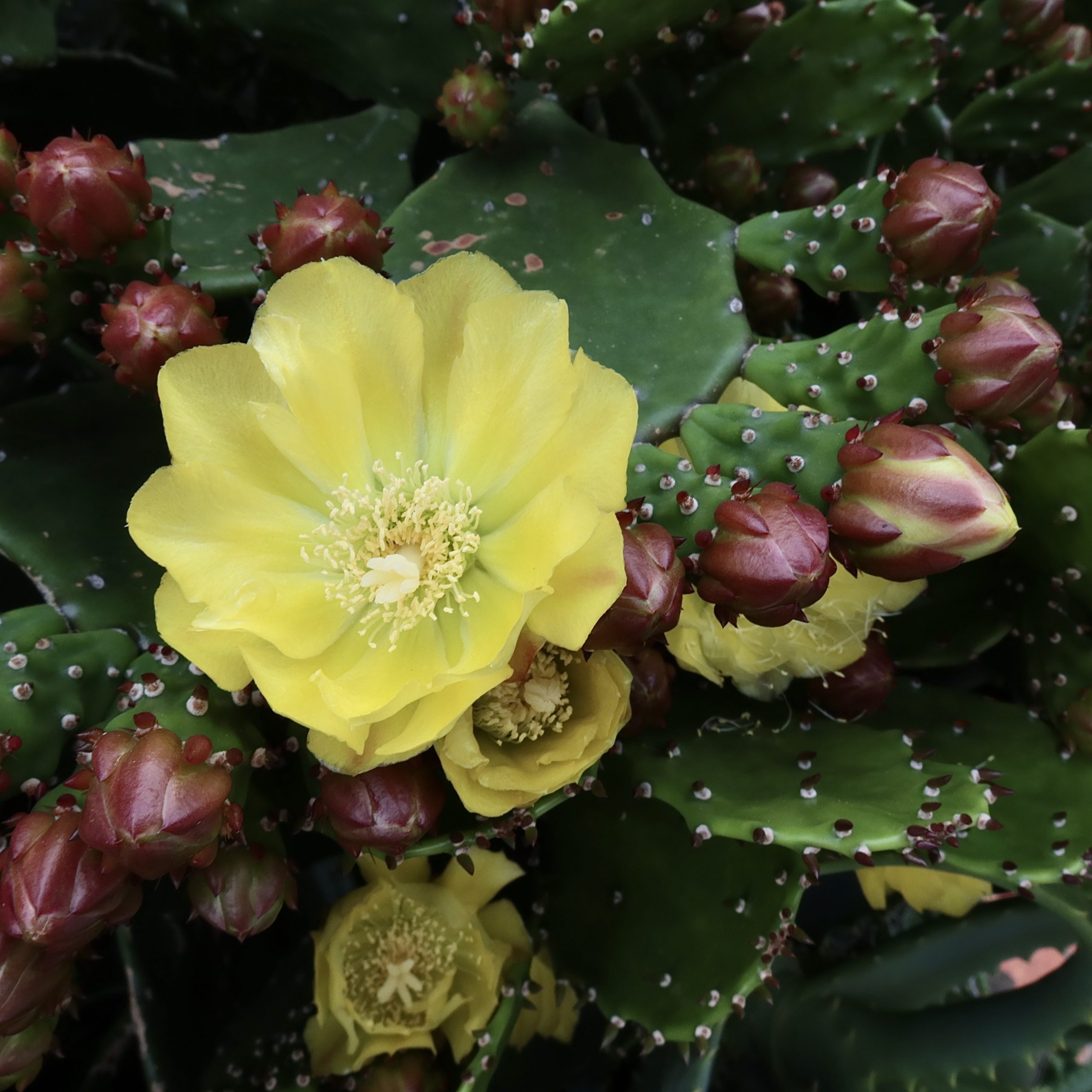 ウチワサボテン 花撮影技術 植物園紹介 花のブログ