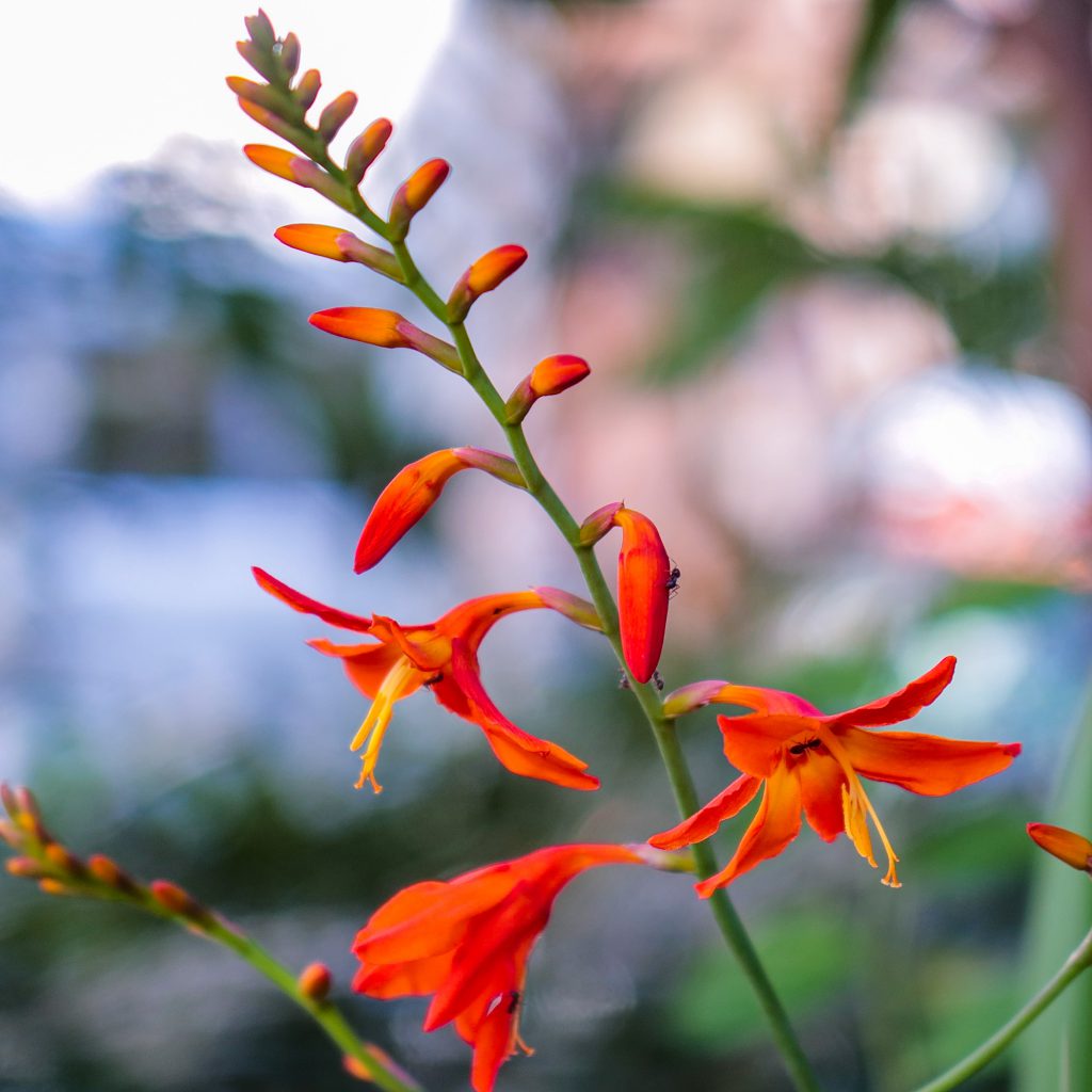 ヒメヒオウギズイセン 花撮影技術&植物園紹介花のブログ