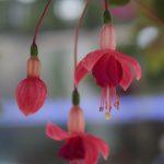 HANA・BIYORIの花たち