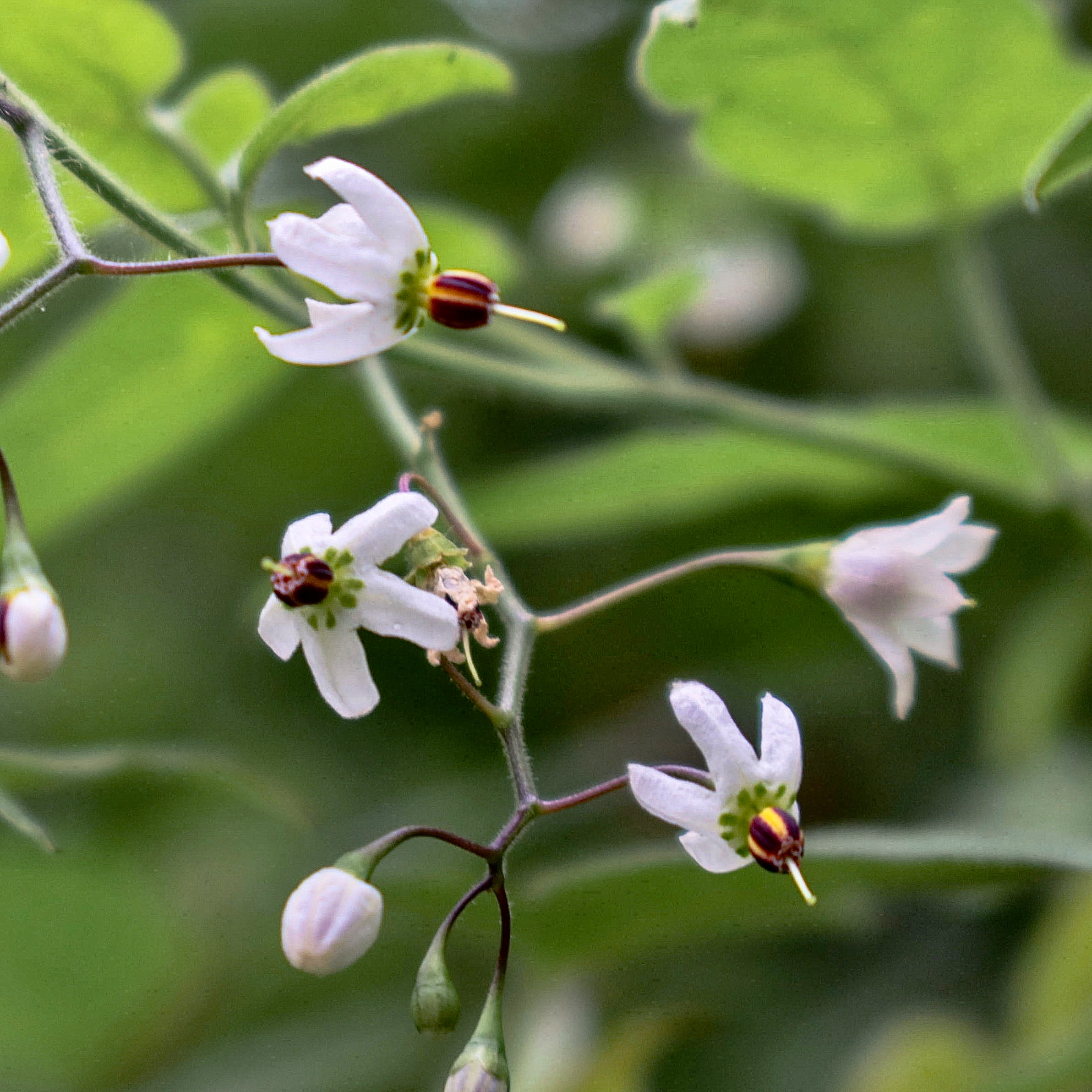 ヒヨドリジョウゴ 花撮影技術 植物園紹介 花のブログ