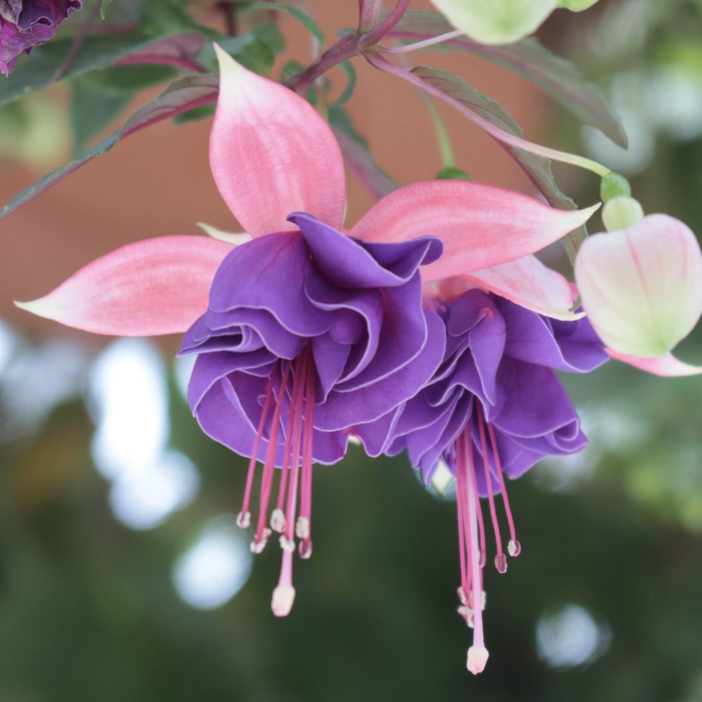 フクシア 花撮影技術 植物園紹介 花のブログ