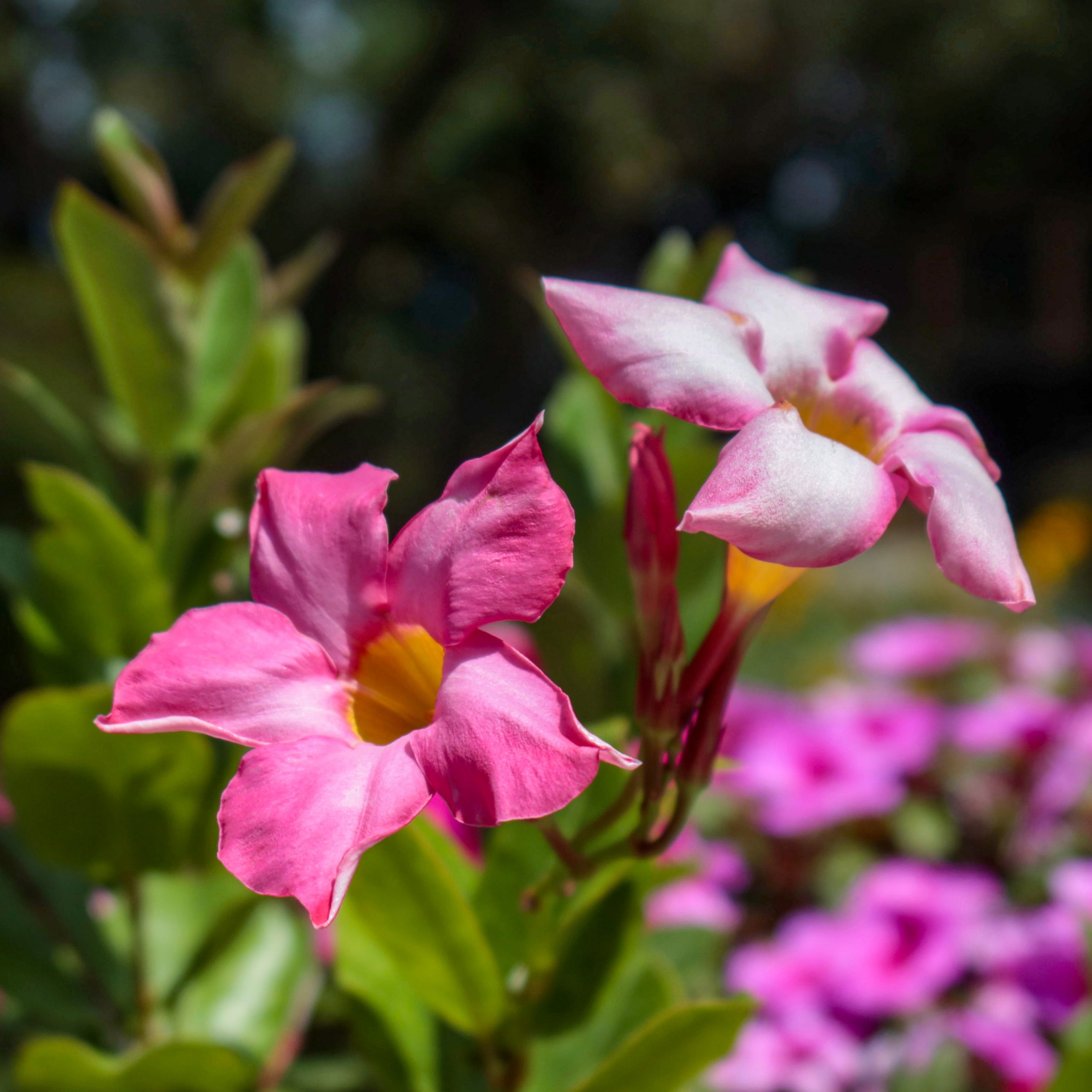 マンデビラ 花撮影技術 植物園紹介 花のブログ