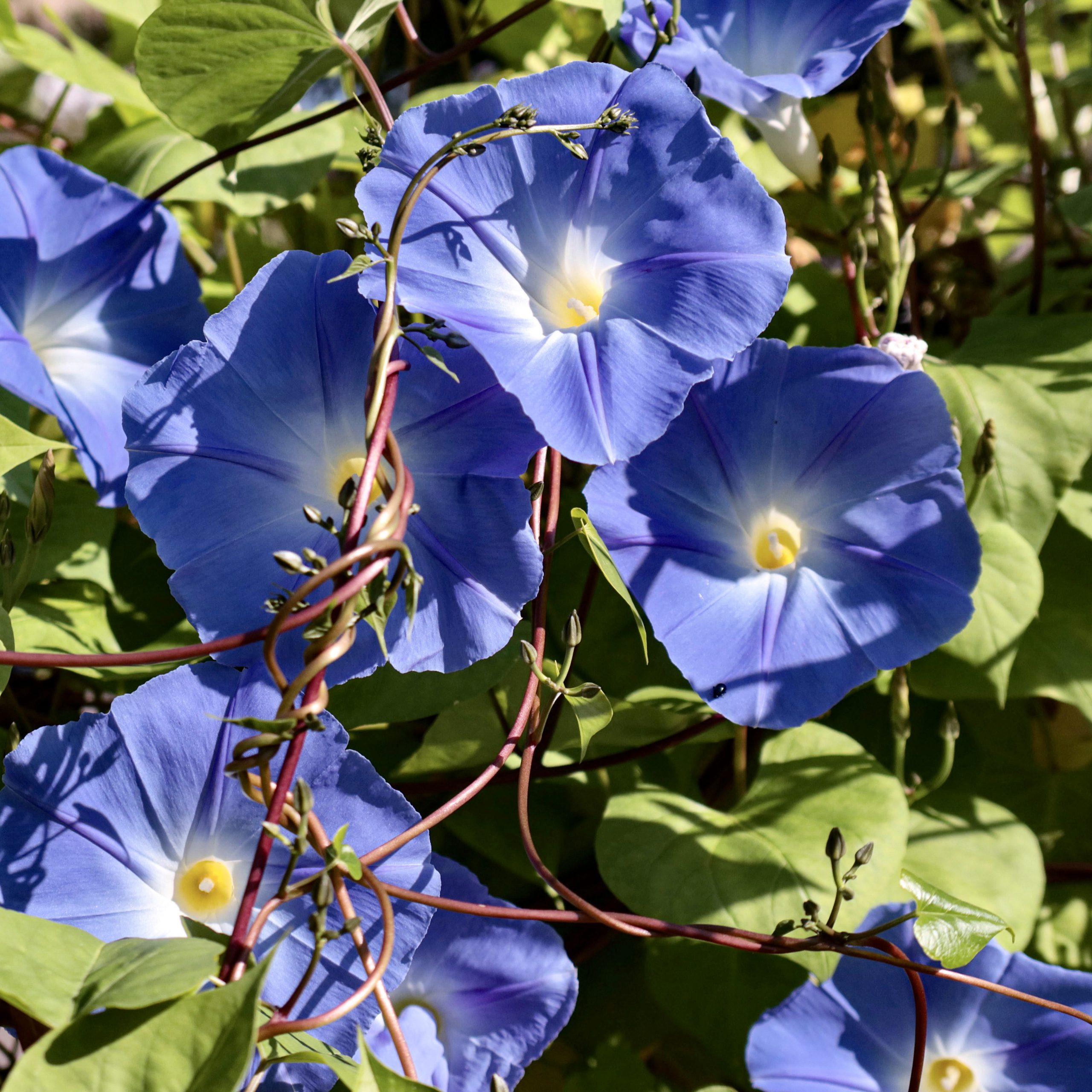 アサガオヘブンリーブルー 花撮影技術 植物園紹介 花のブログ