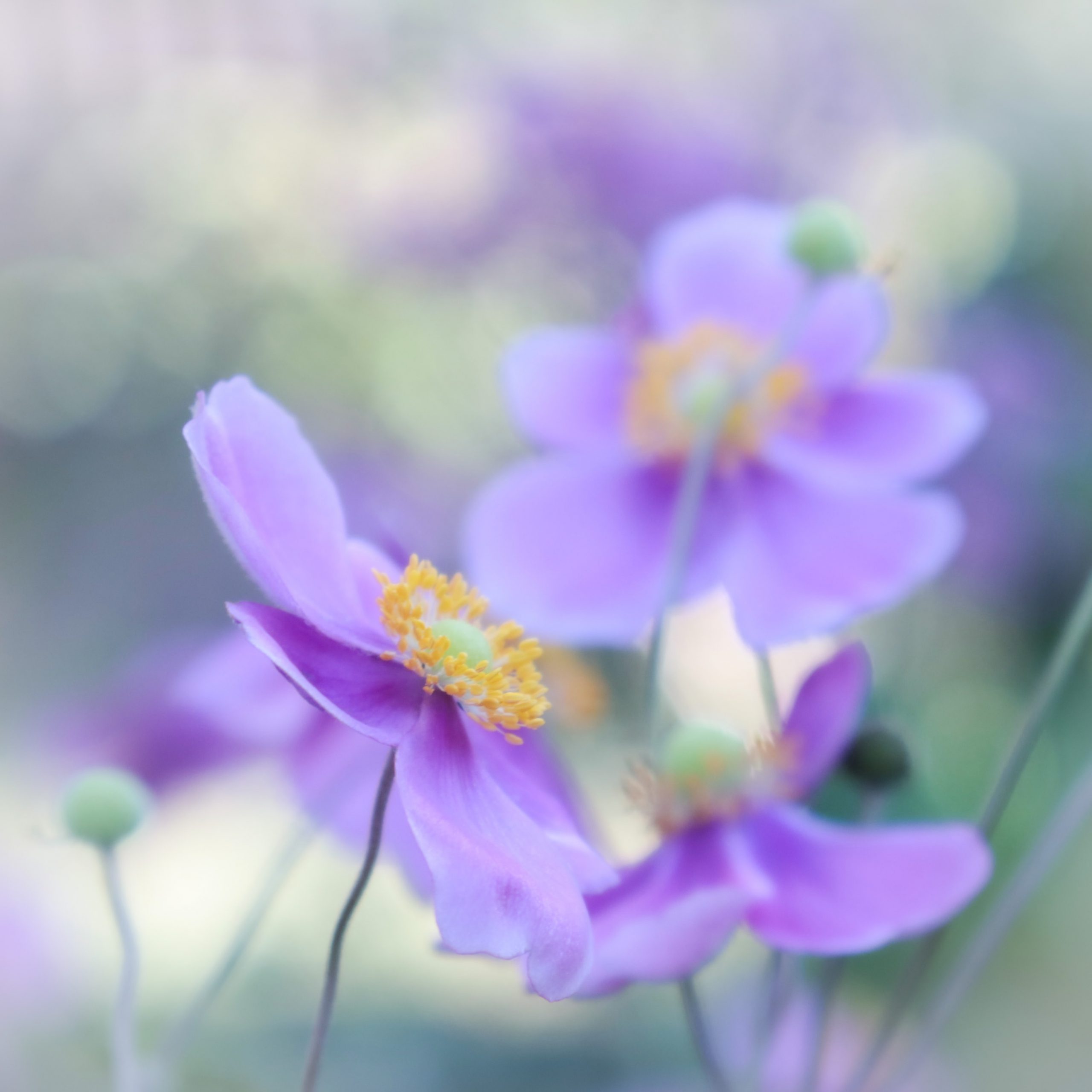 シュウメイギク 花撮影技術 植物園紹介 花のブログ