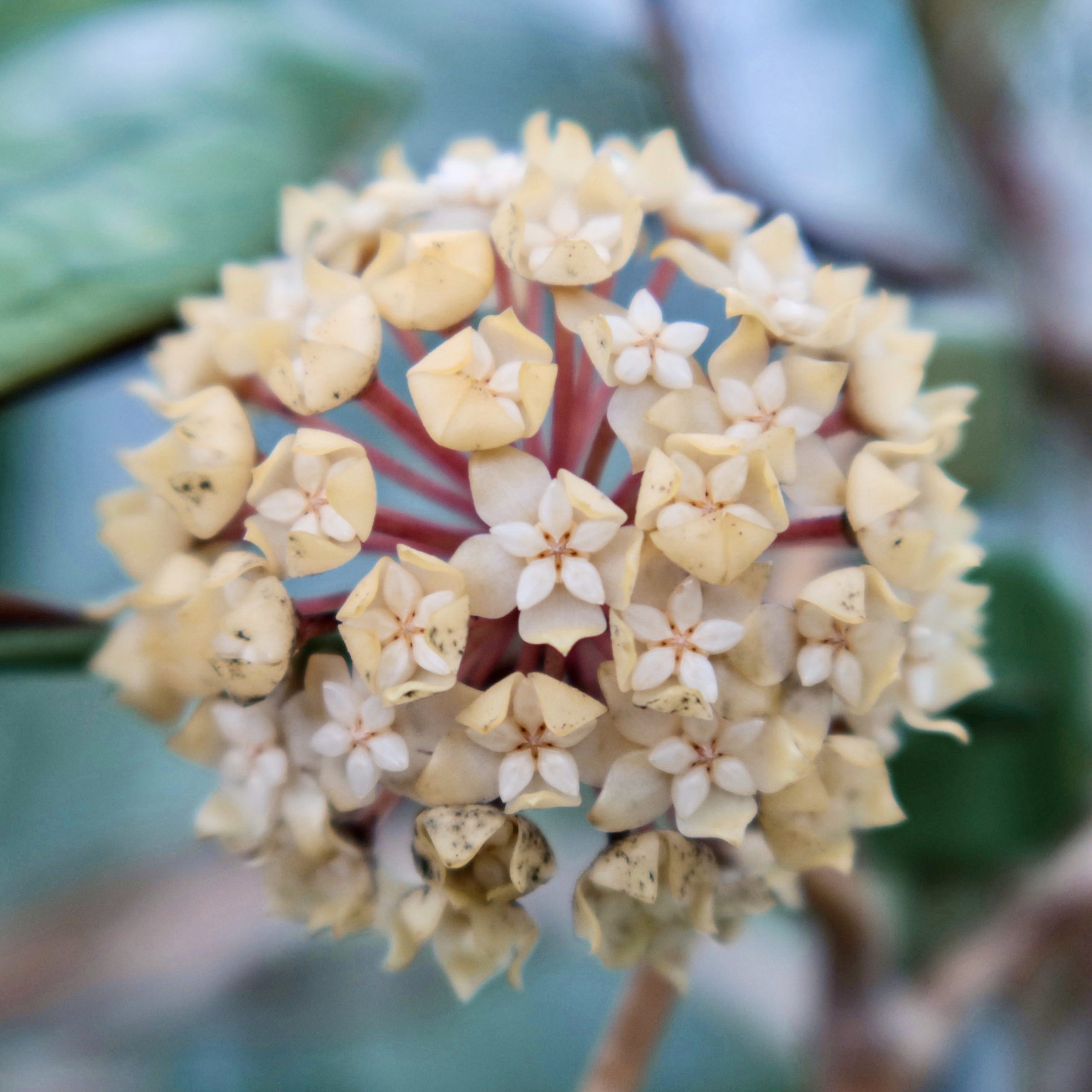 ホヤ 花撮影技術 植物園紹介 花のブログ