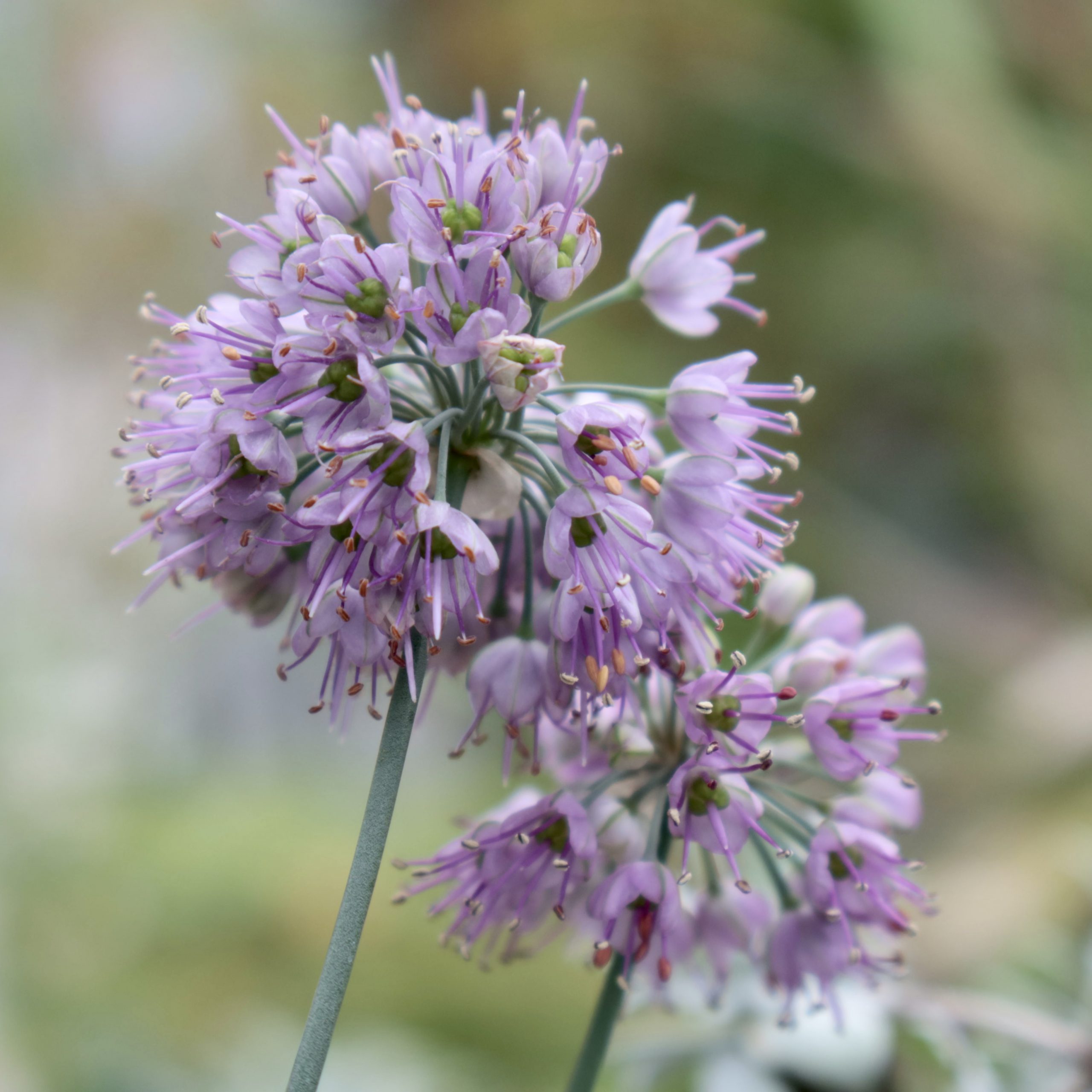 ラッキョウ | 花撮影技術&植物園紹介:花のブログ