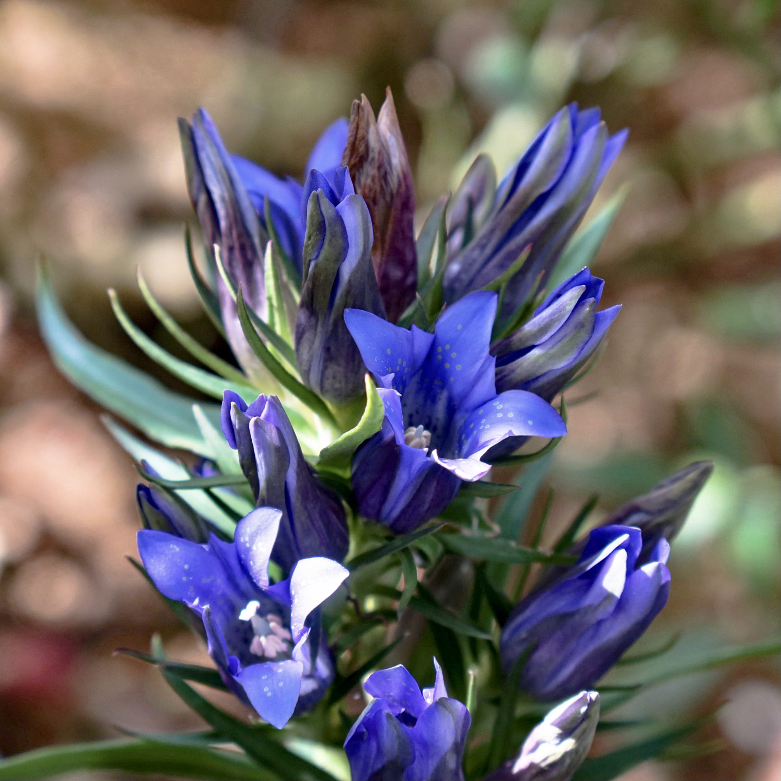 リンドウ 花撮影技術 植物園紹介 花のブログ