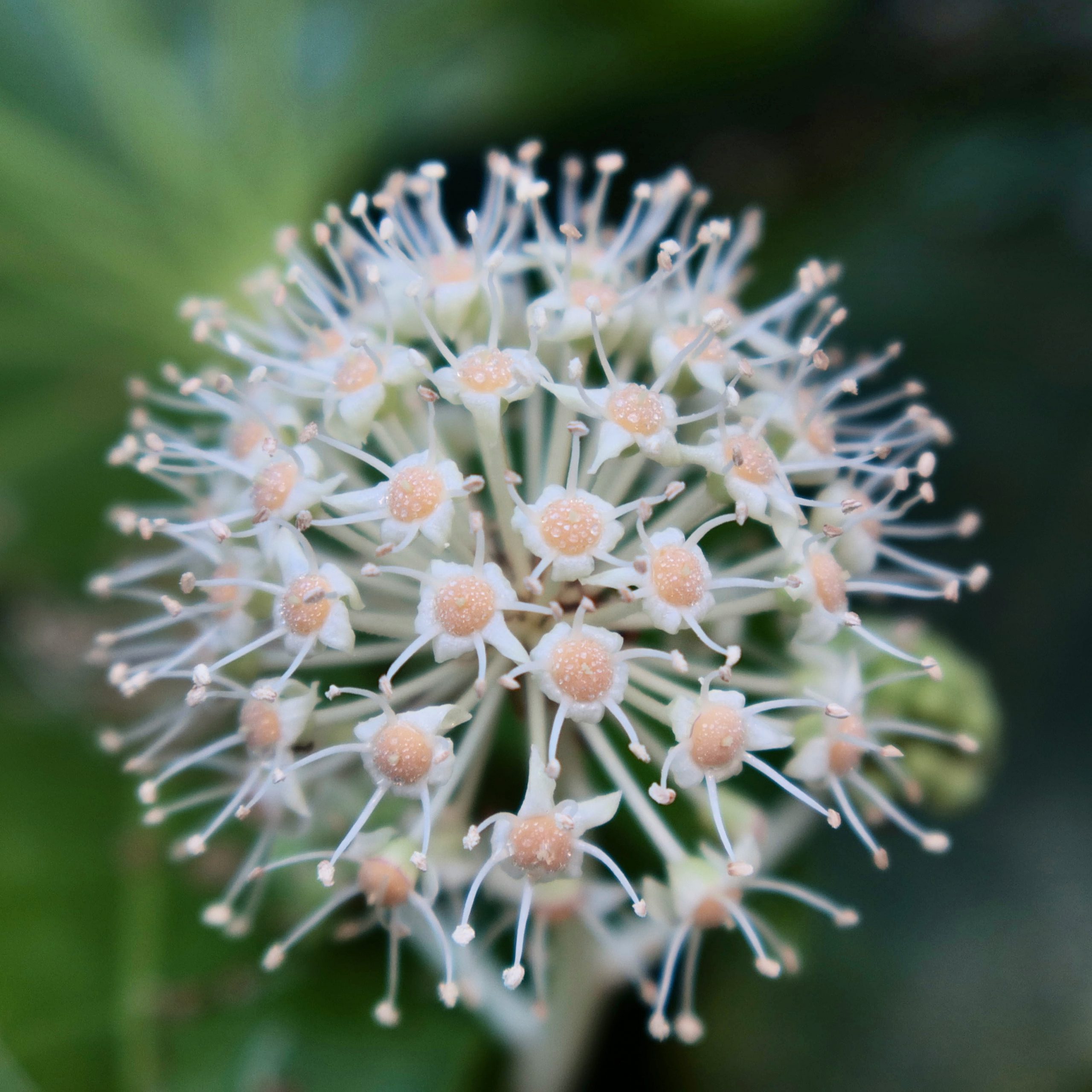 ヤツデ 花撮影技術 植物園紹介 花のブログ