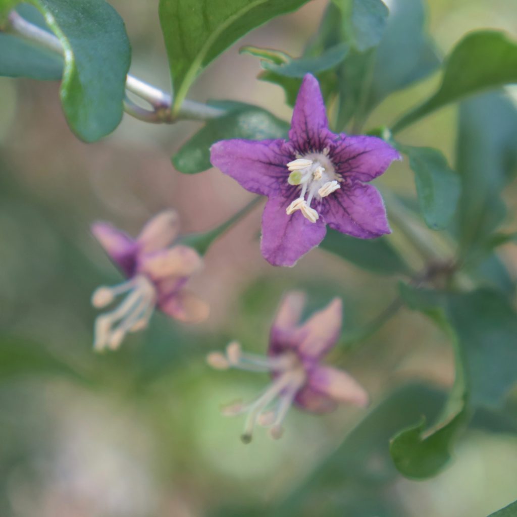 クコ 花撮影技術 植物園紹介 花のブログ