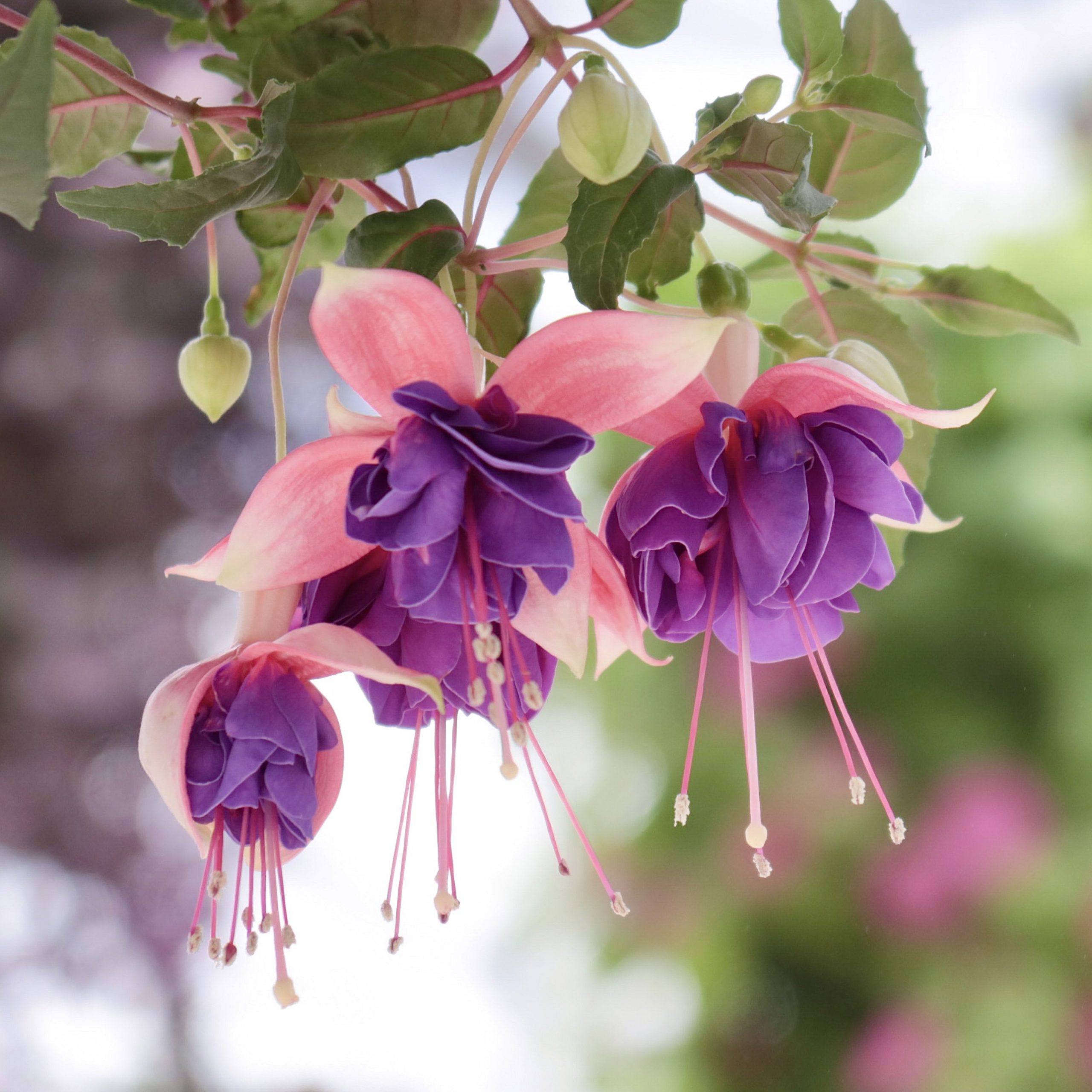 フクシア 花撮影技術 植物園紹介 花のブログ