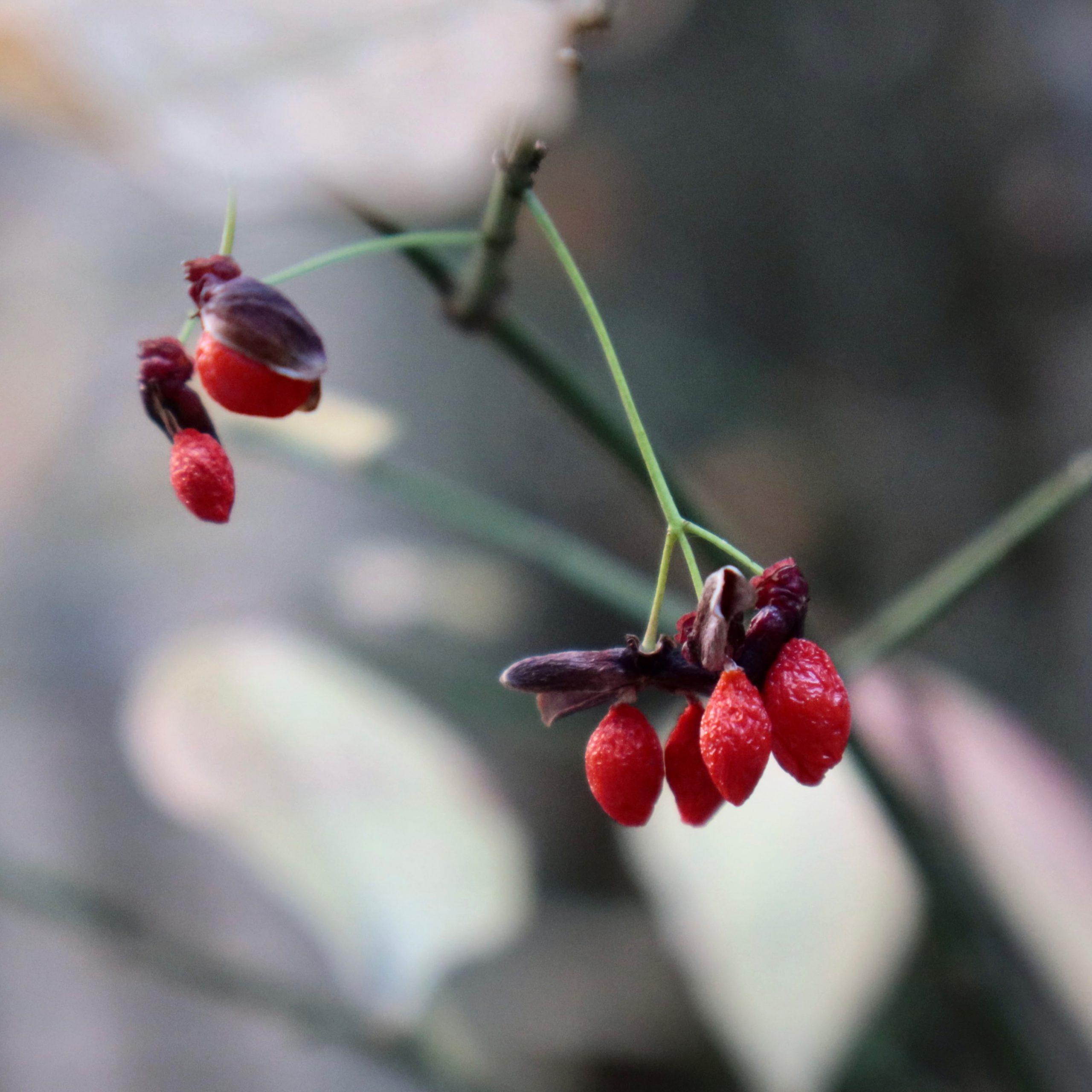 ニシキギ 花撮影技術 植物園紹介 花のブログ