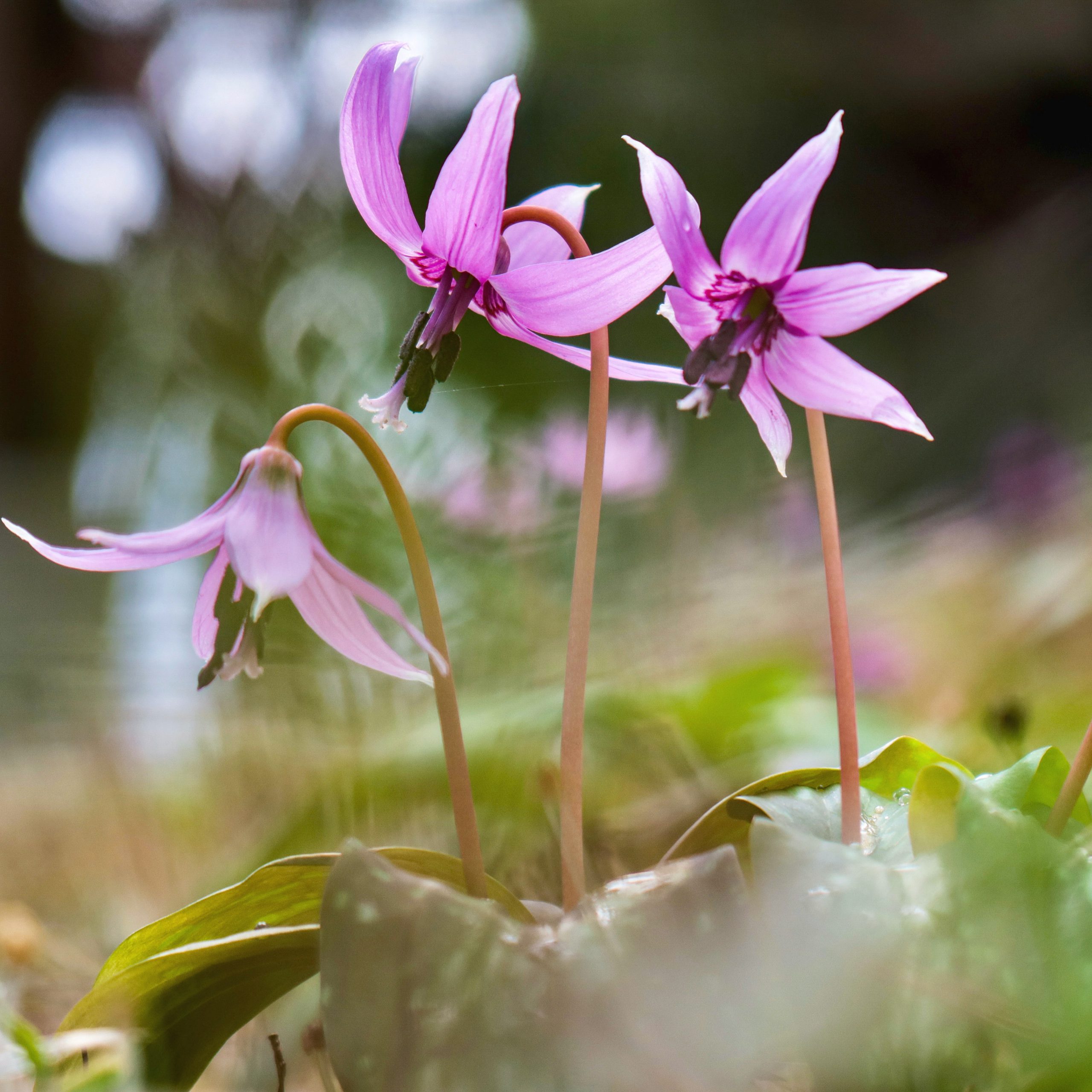 カタクリ 花撮影技術 植物園紹介 花のブログ