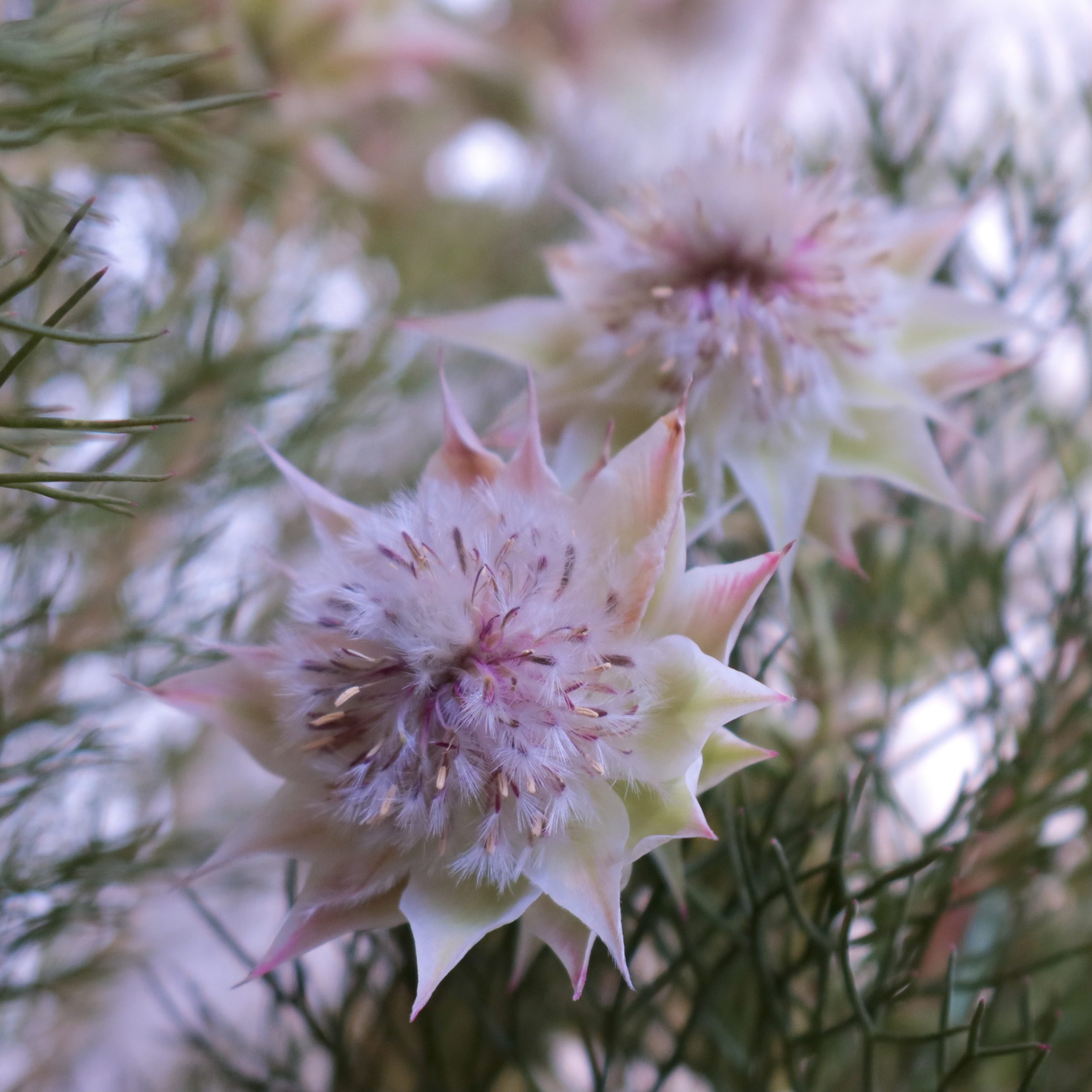 セルリア 花撮影技術 植物園紹介 花のブログ