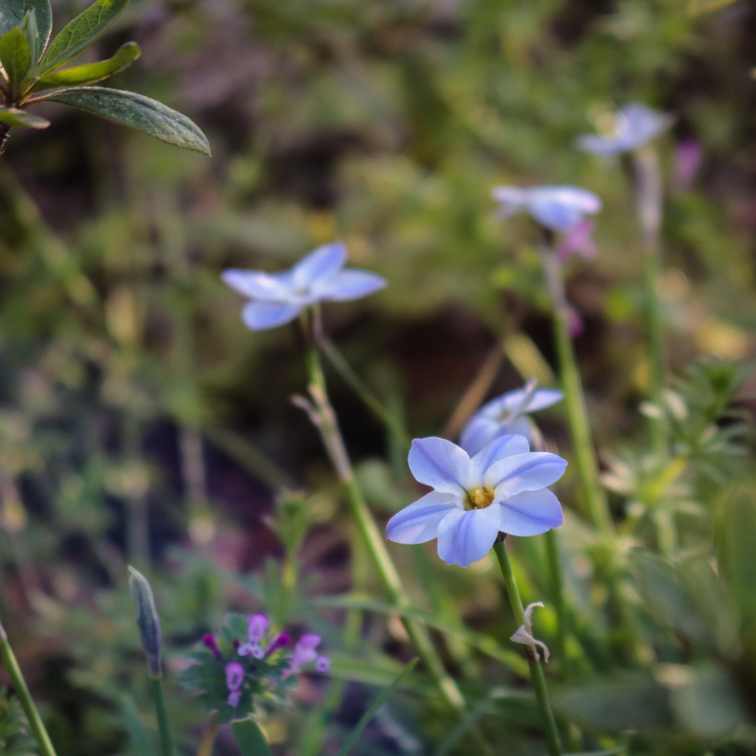 ハナニラ 花撮影技術 植物園紹介 花のブログ