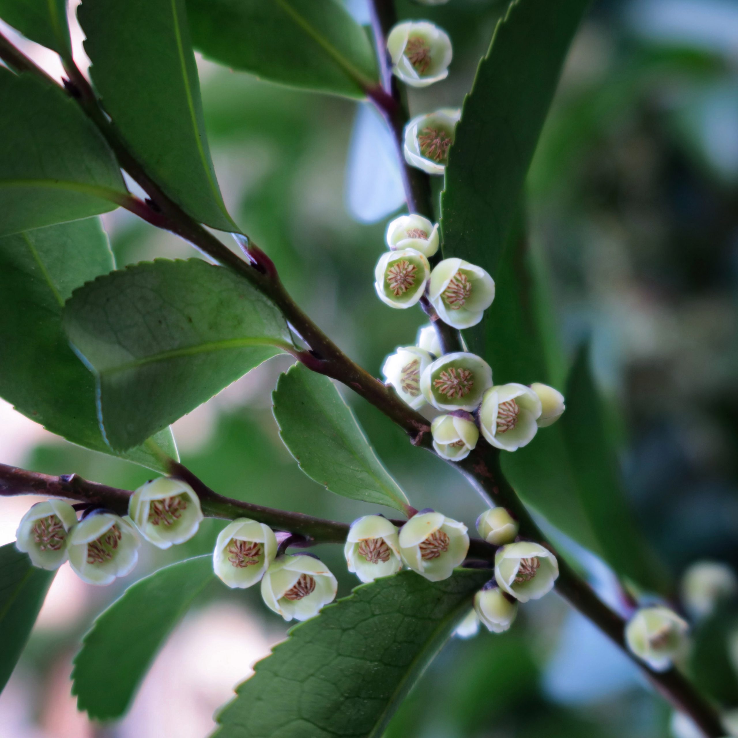 ヒサカキ 花撮影技術 植物園紹介 花のブログ